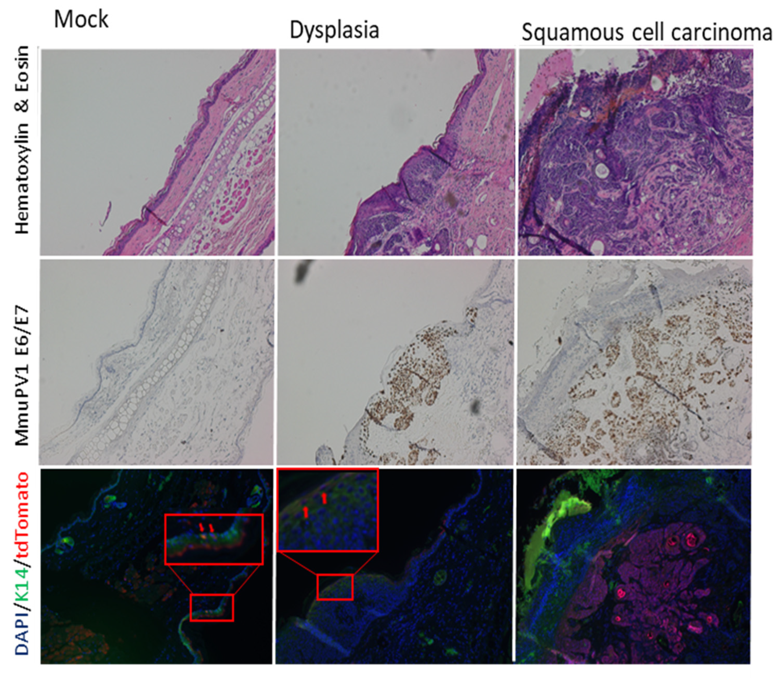 Viruses 14 01751 g002