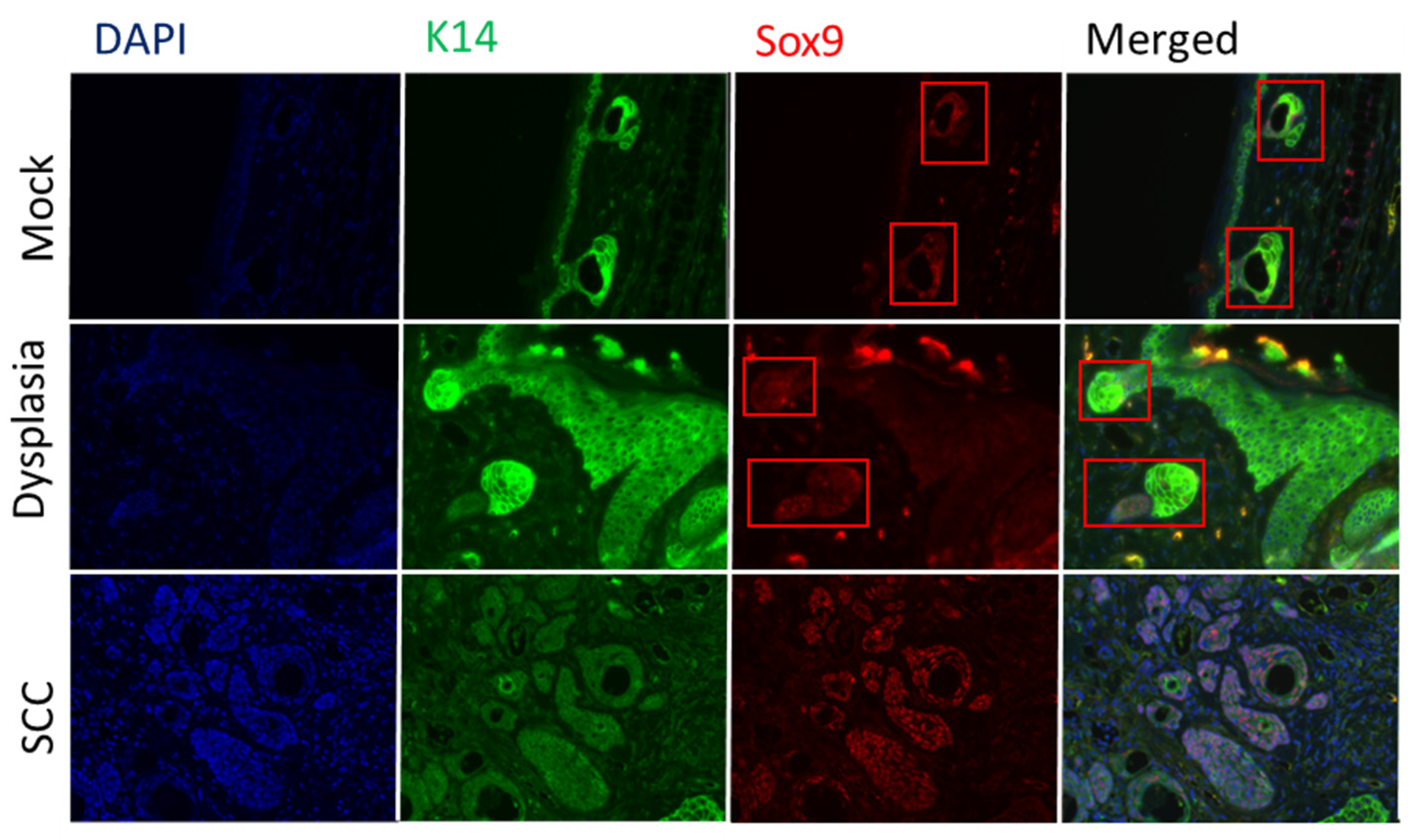 Viruses 14 01751 g004