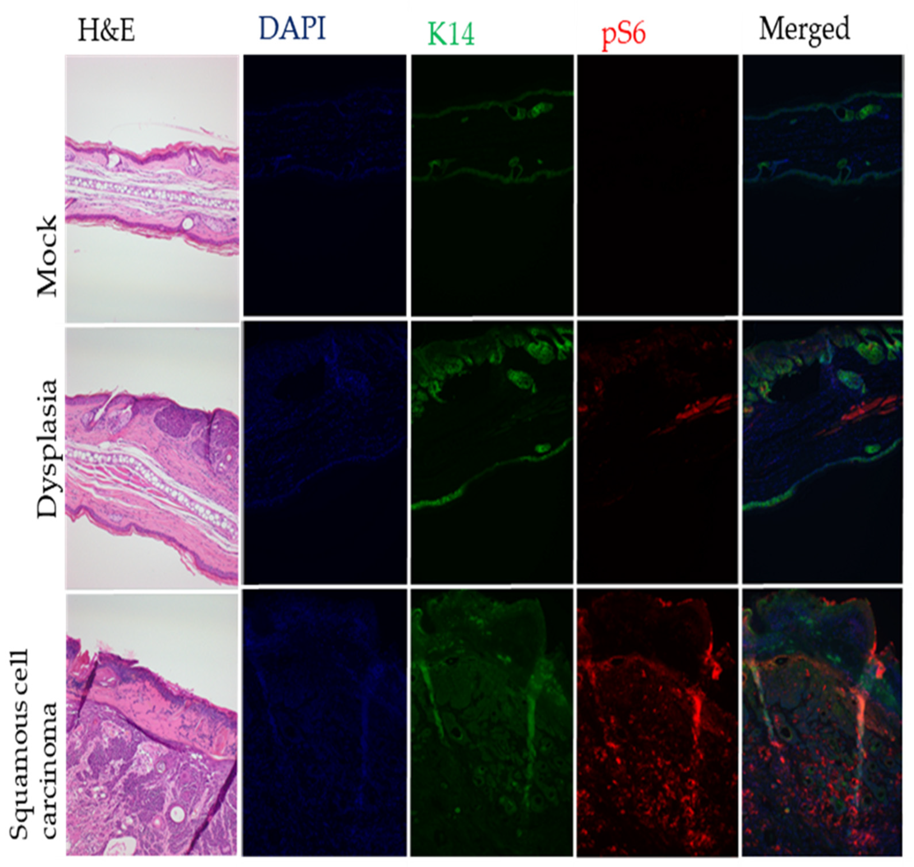 Viruses 14 01751 g005