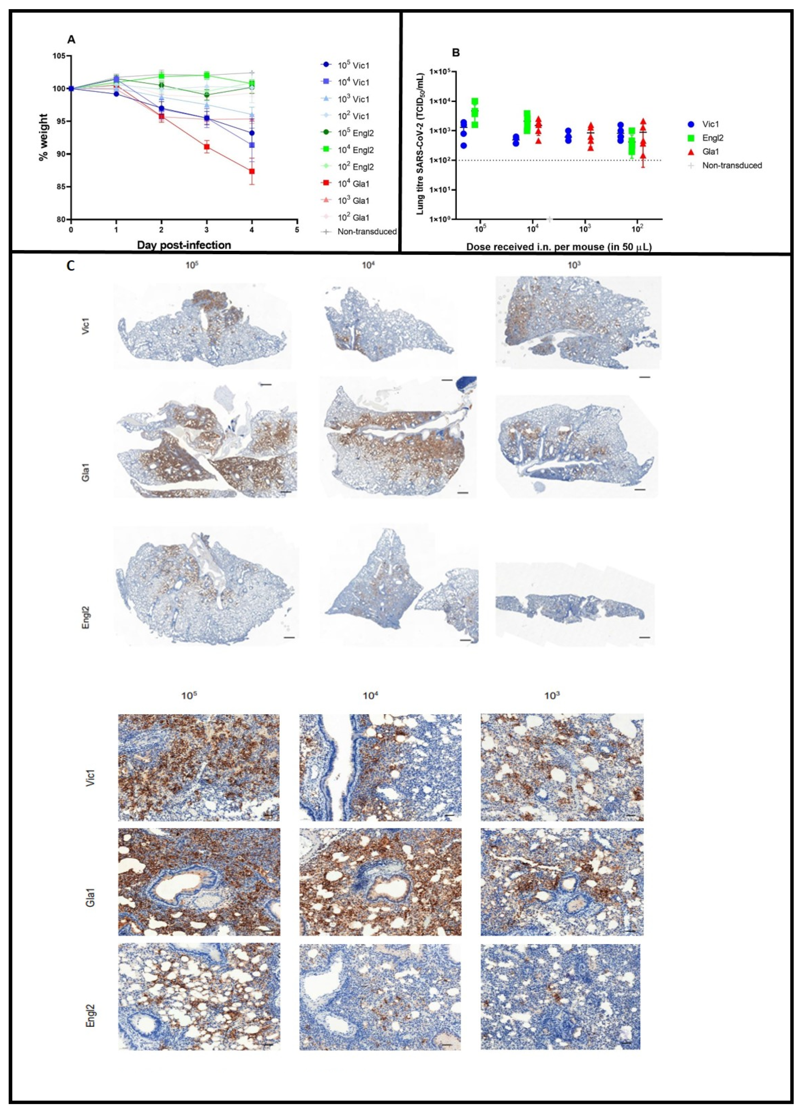 Viruses 14 01769 g002 550
