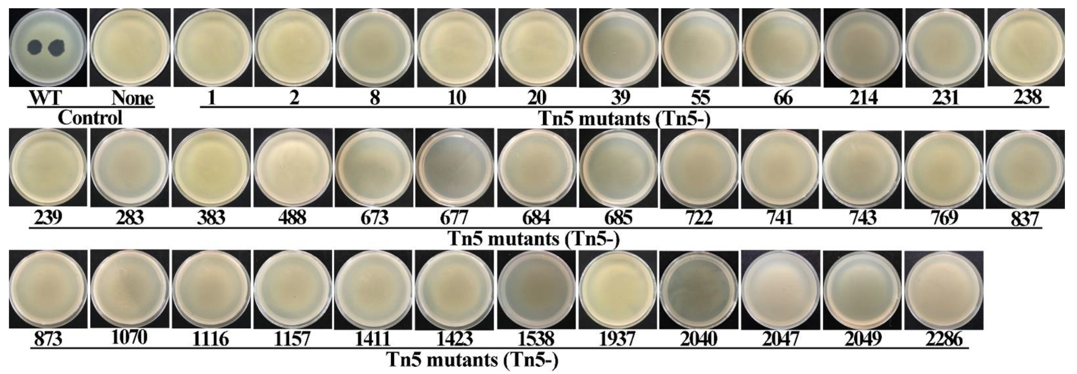 Viruses 14 01770 g002 Viruses 14 01770 g002