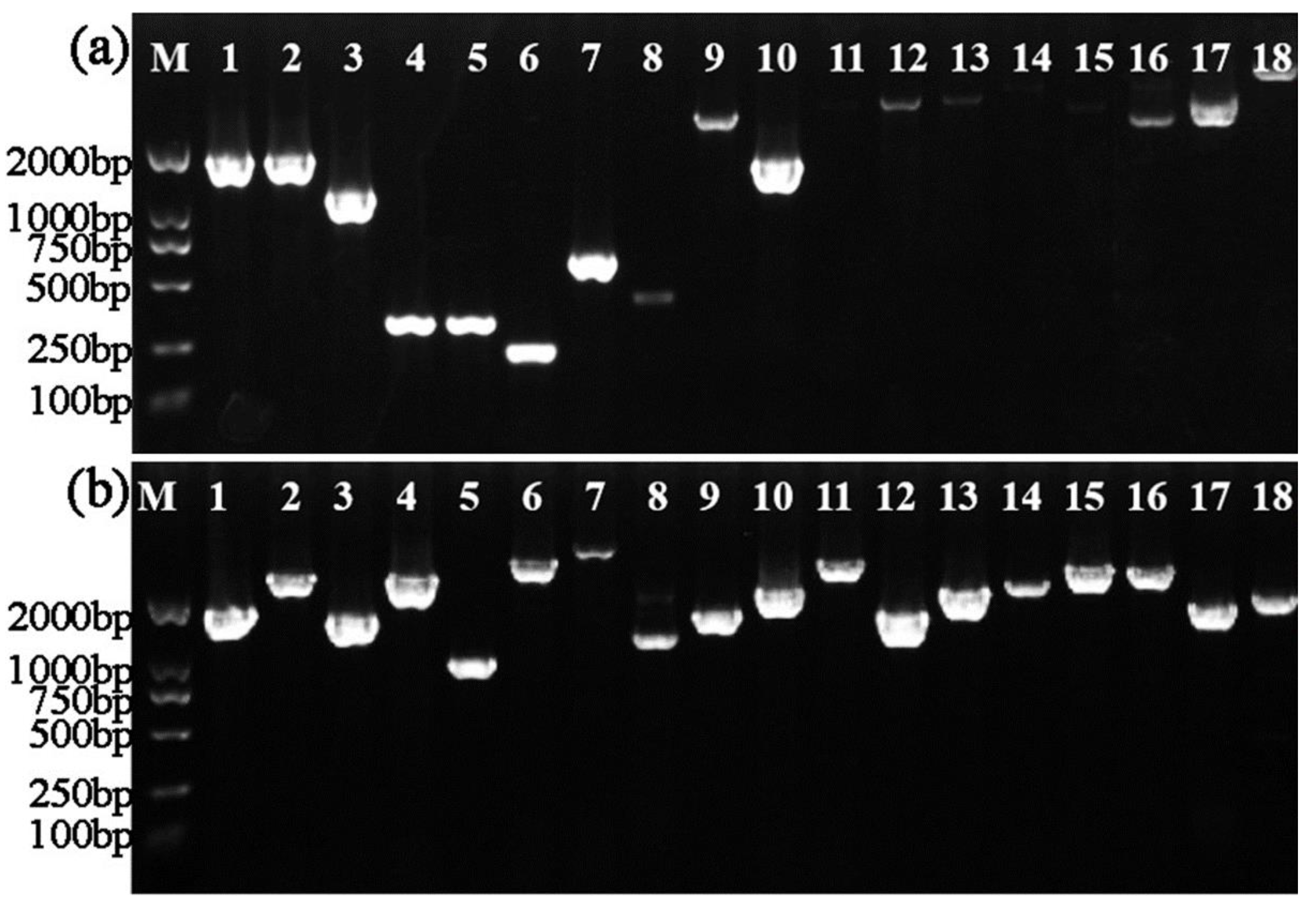 Viruses 14 01770 g003 Viruses 14 01770 g003