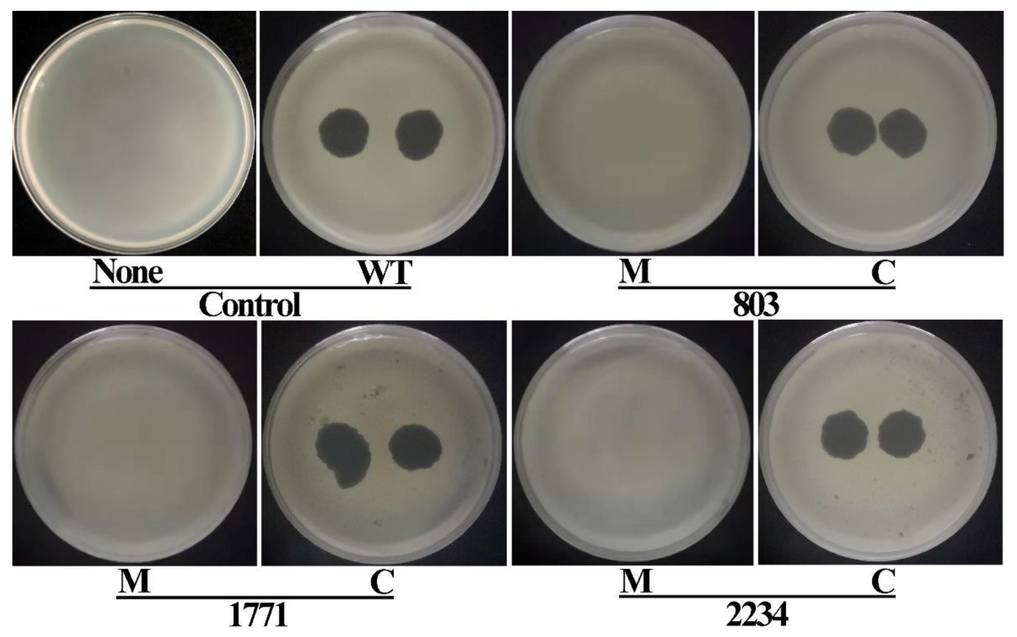 Viruses 14 01770 g004 Viruses 14 01770 g004