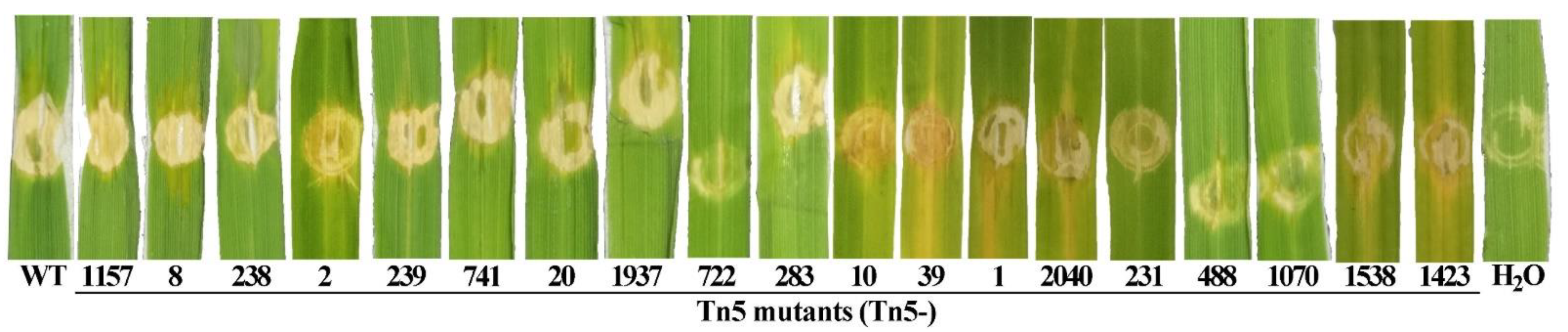 Viruses 14 01770 g005 Viruses 14 01770 g005