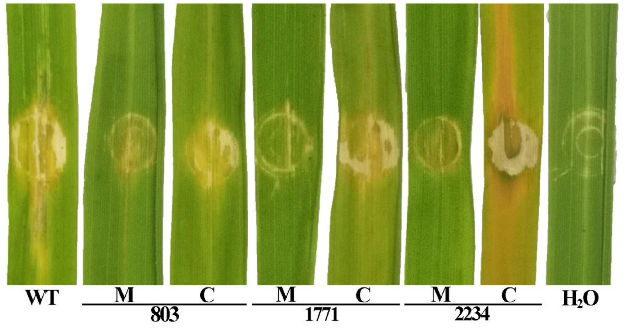 Viruses 14 01770 g006 Viruses 14 01770 g006