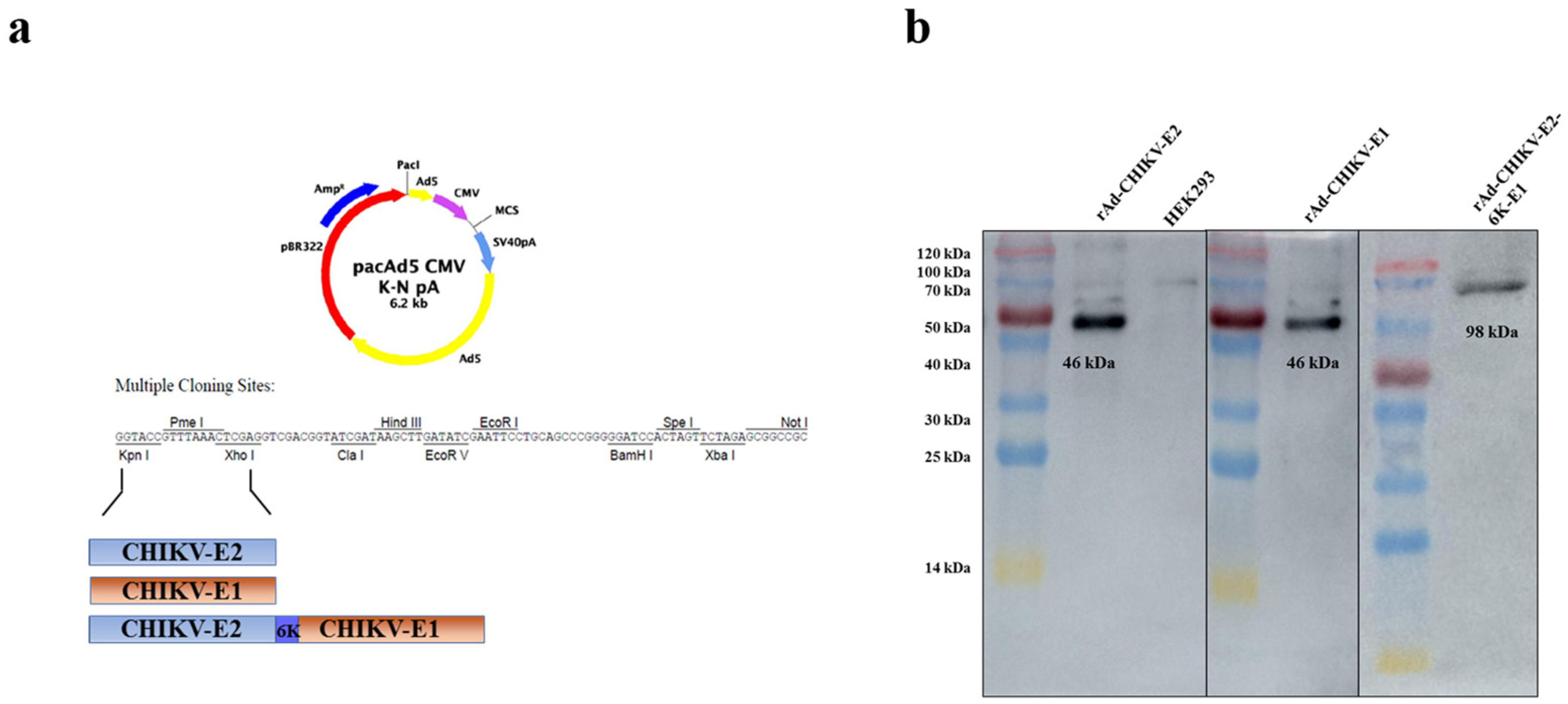 Viruses 14 01779 g001