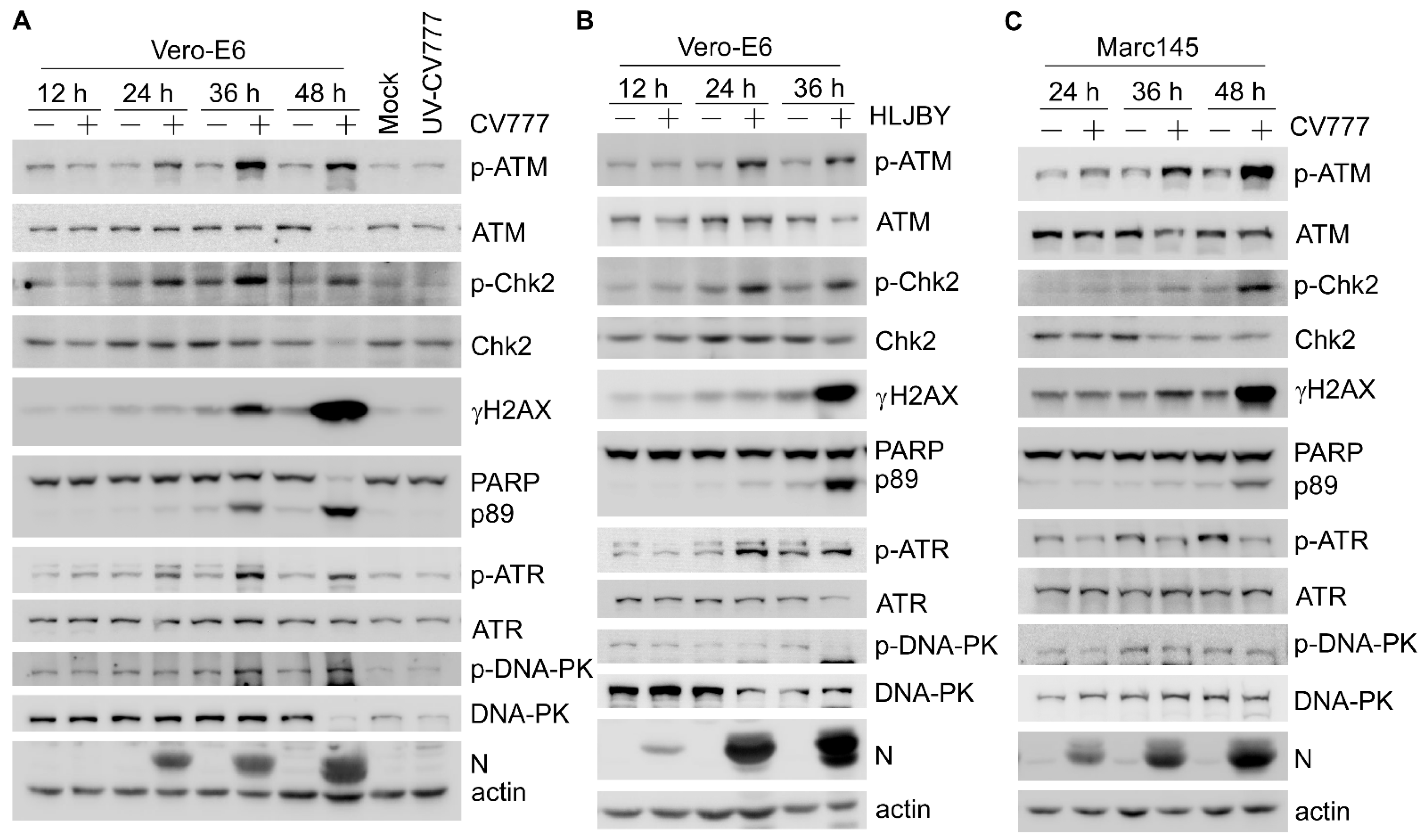 Viruses 14 01782 g001