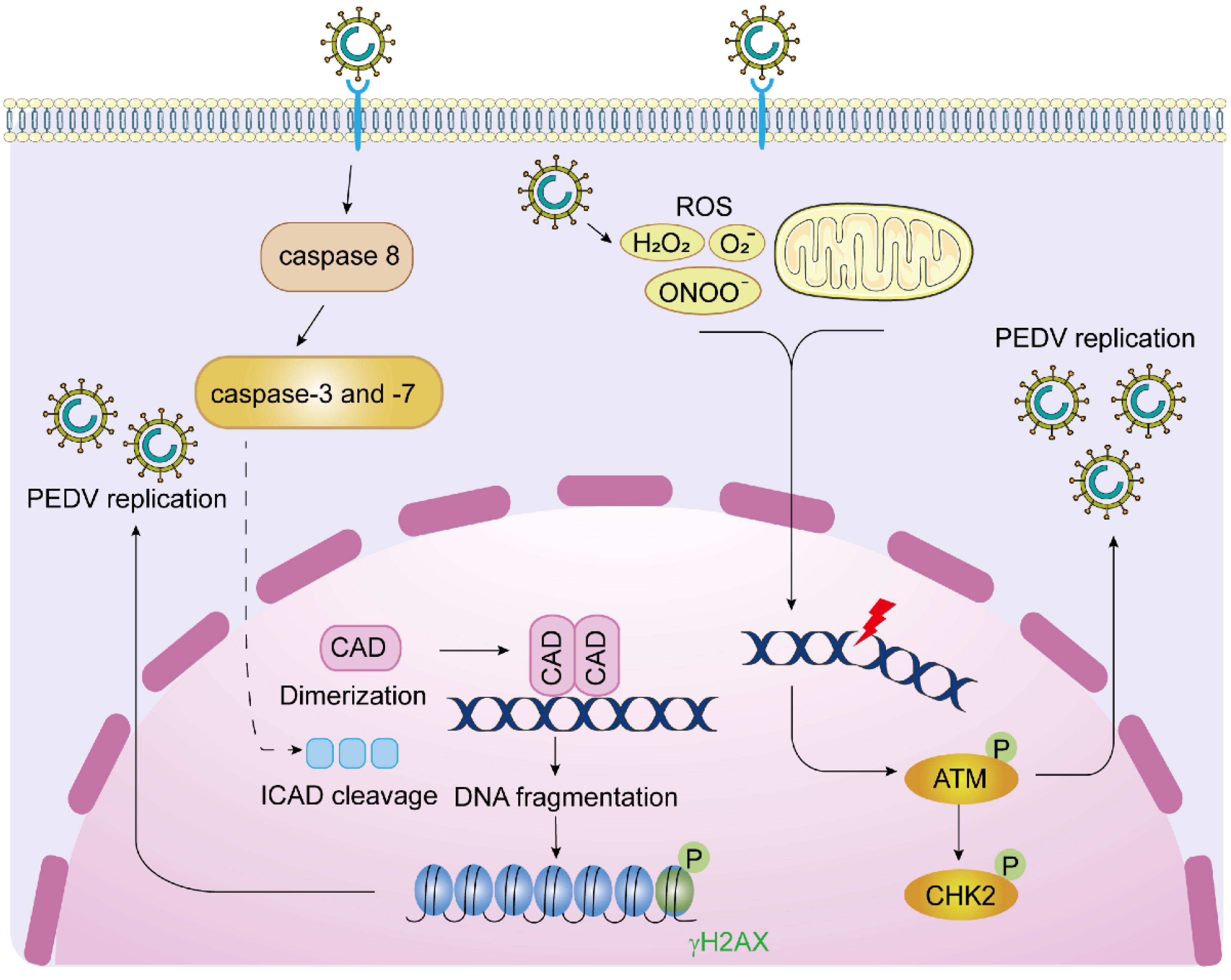 Viruses 14 01782 g008
