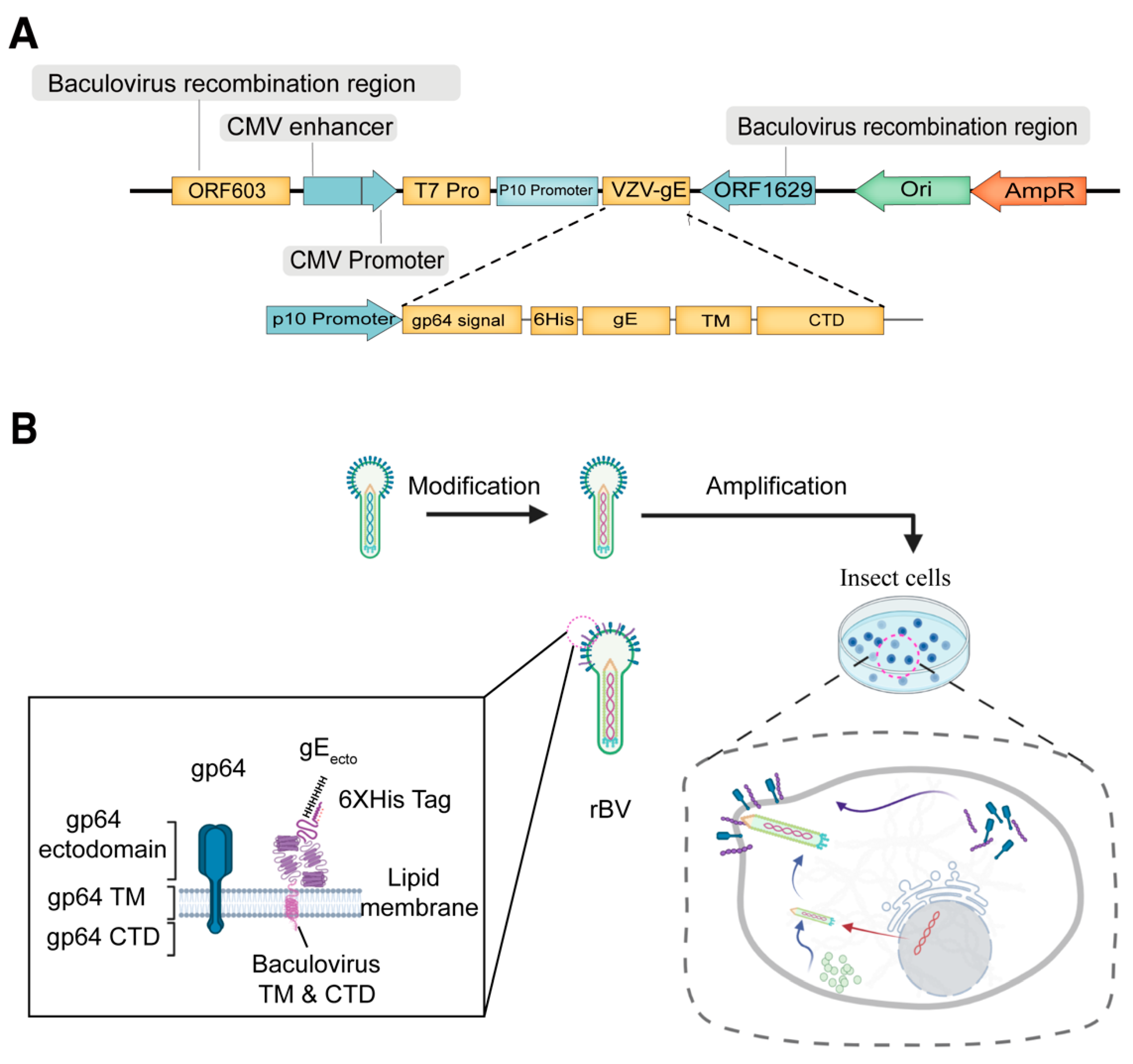 Viruses 14 01785 g001