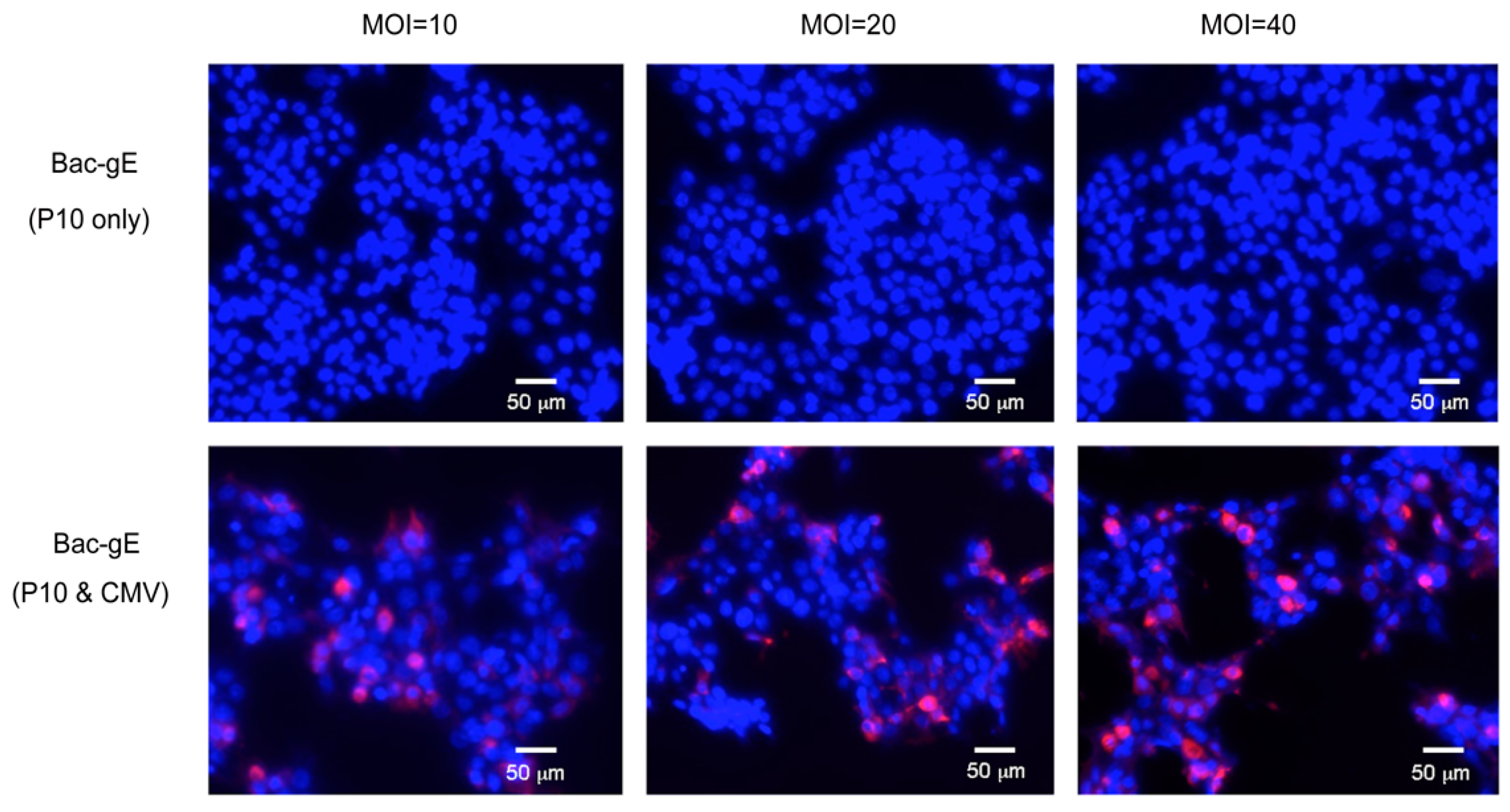 Viruses 14 01785 g003