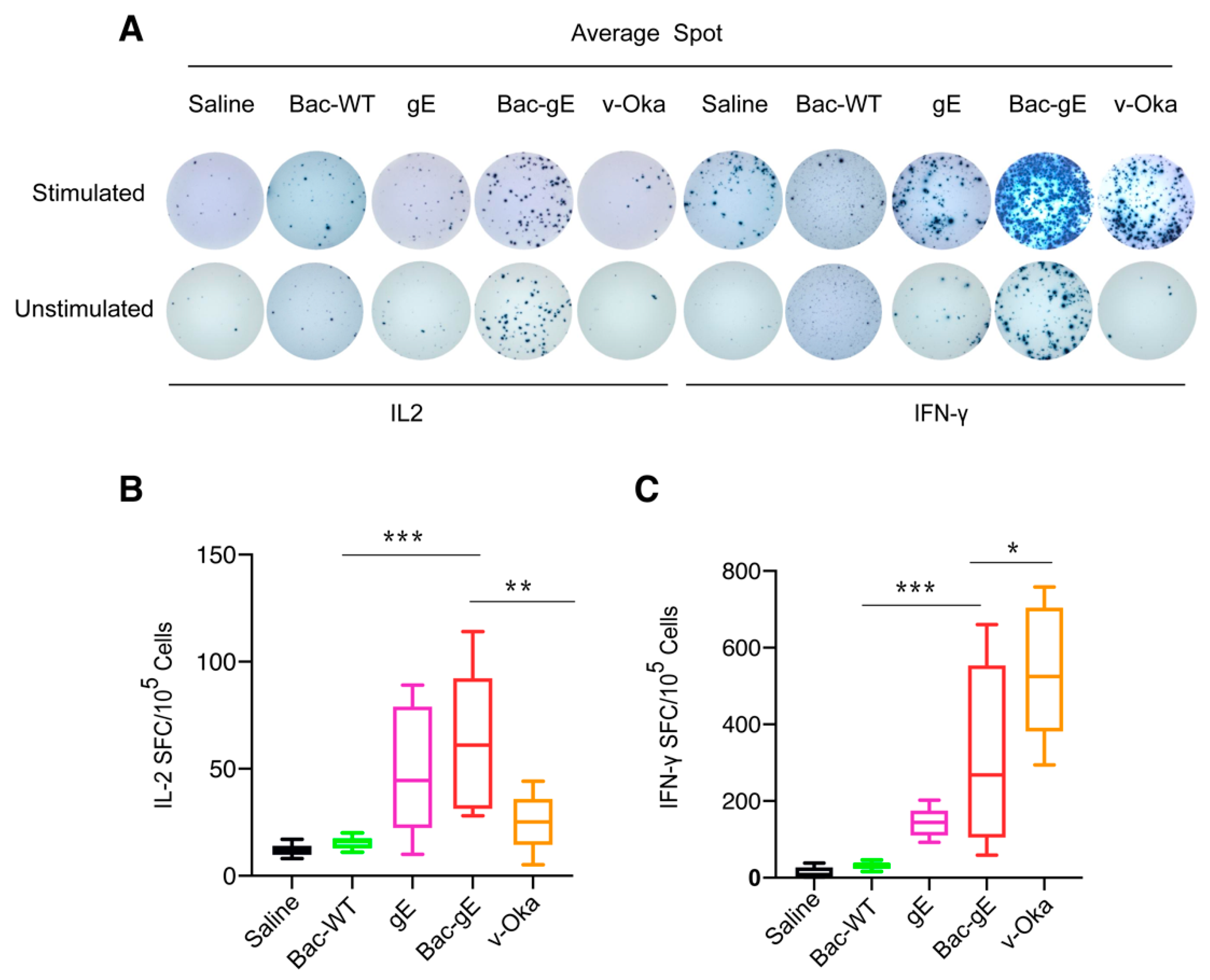 Viruses 14 01785 g006