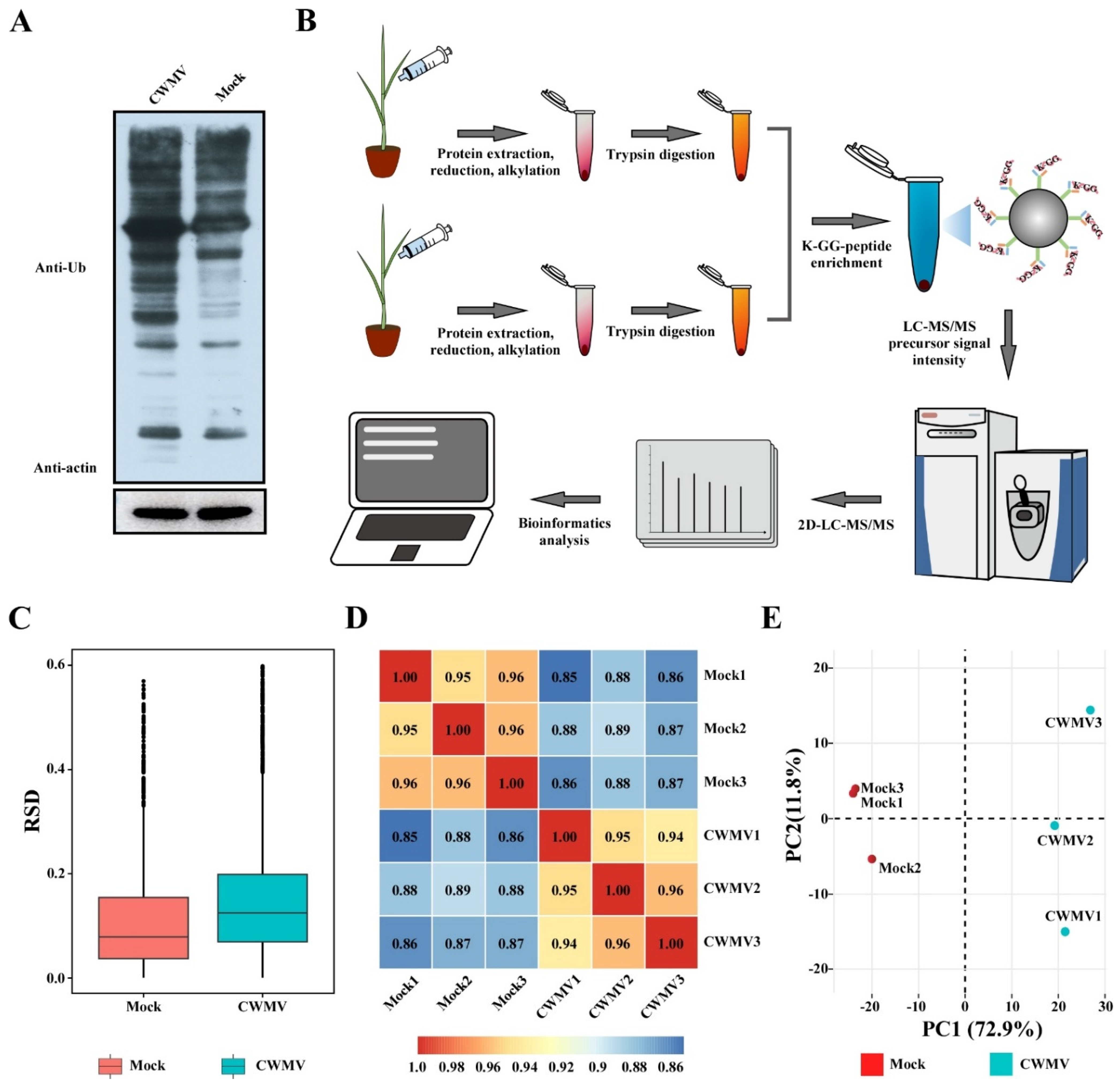Viruses 14 01789 g001 550