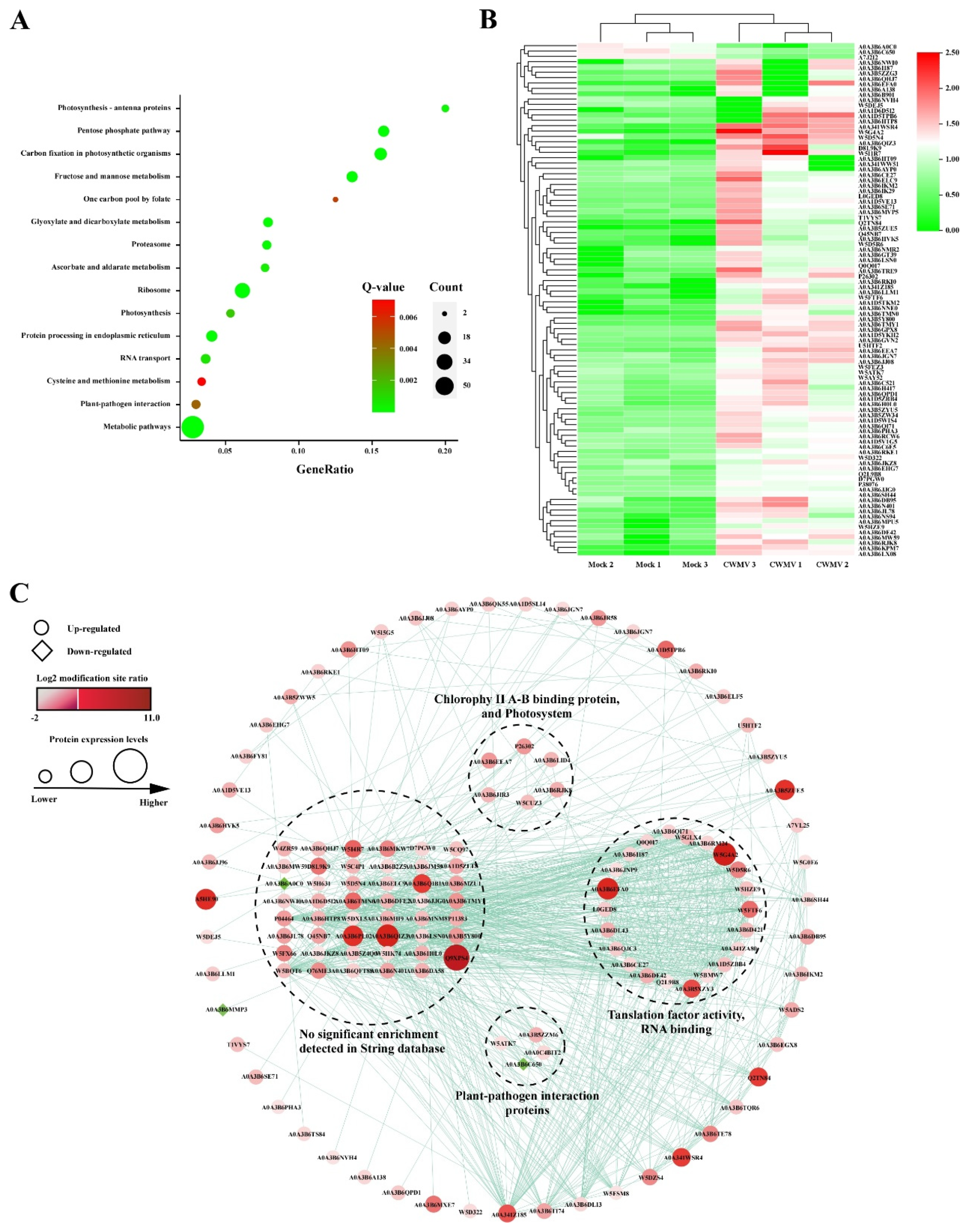 Viruses 14 01789 g005 550