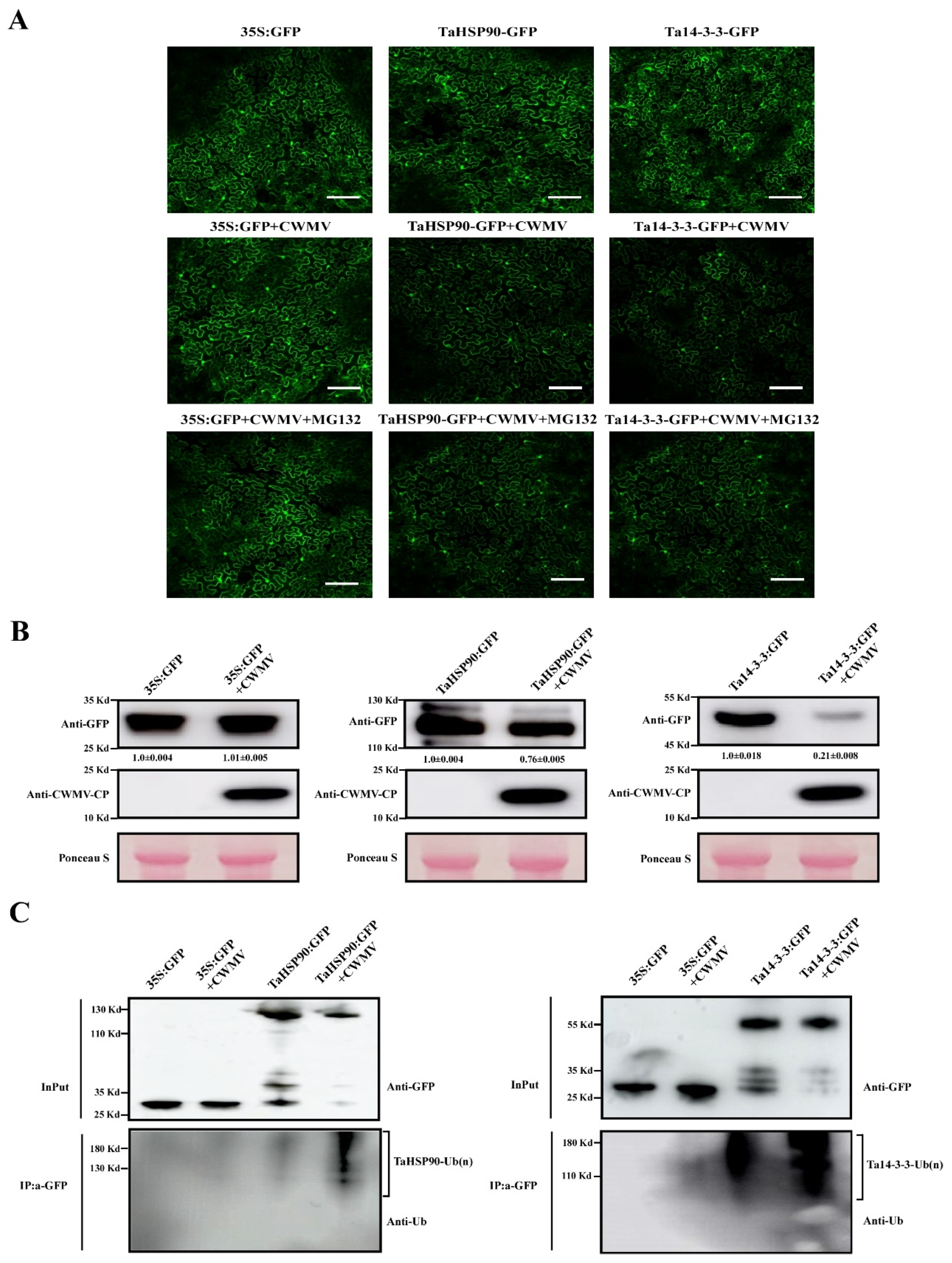 Viruses 14 01789 g006 550