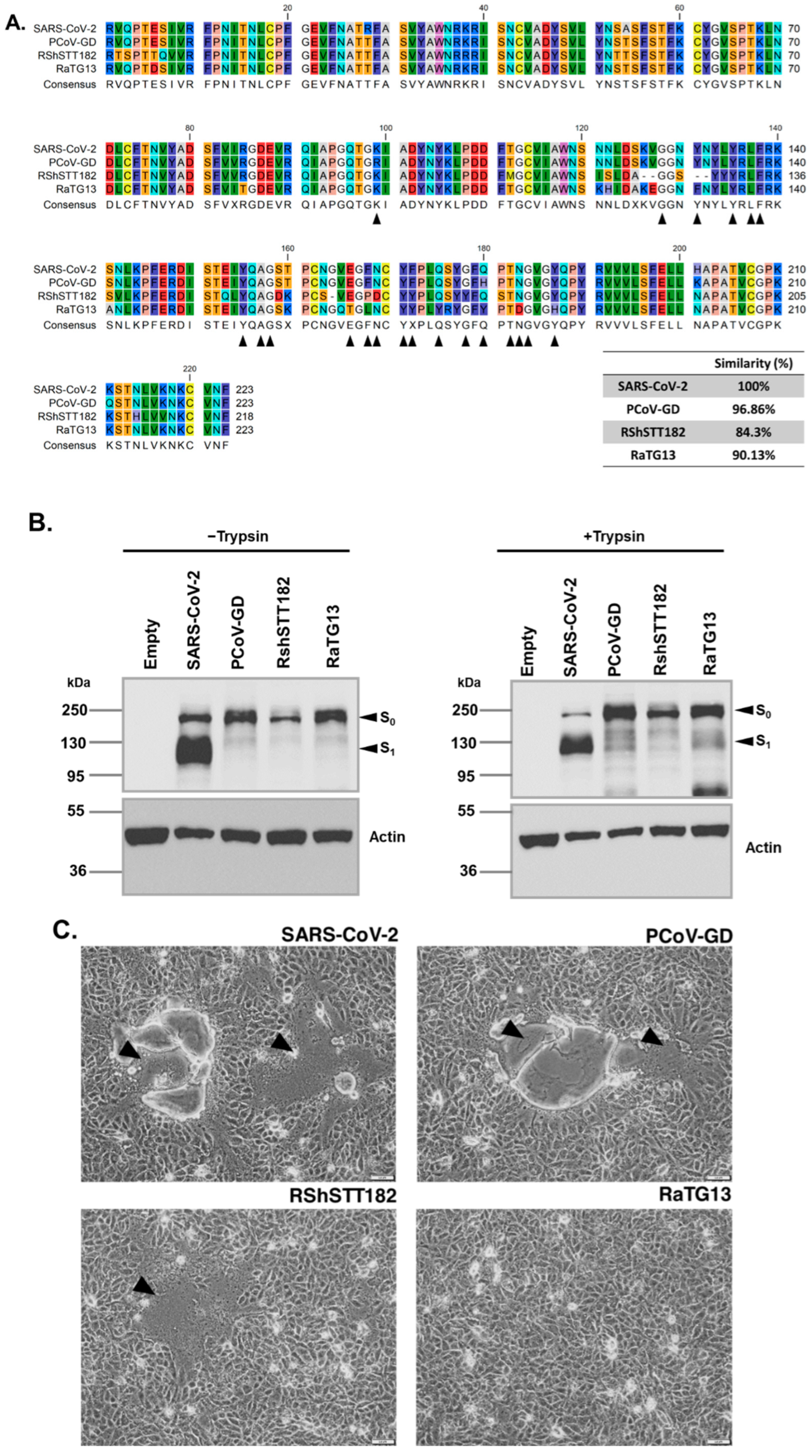 Viruses 14 01793 g001