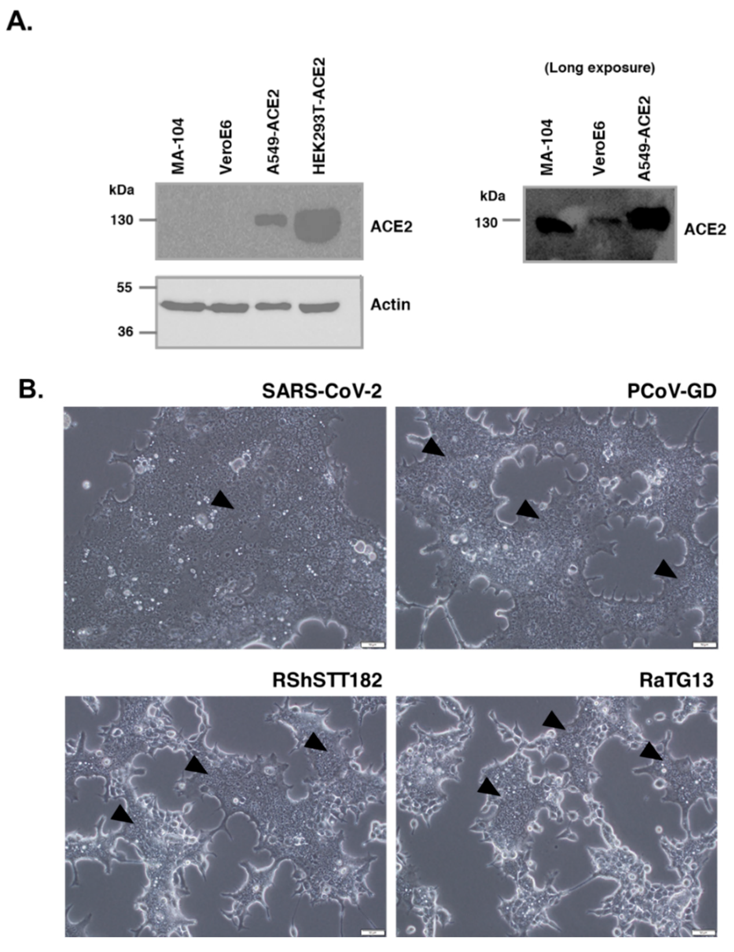 Viruses 14 01793 g003