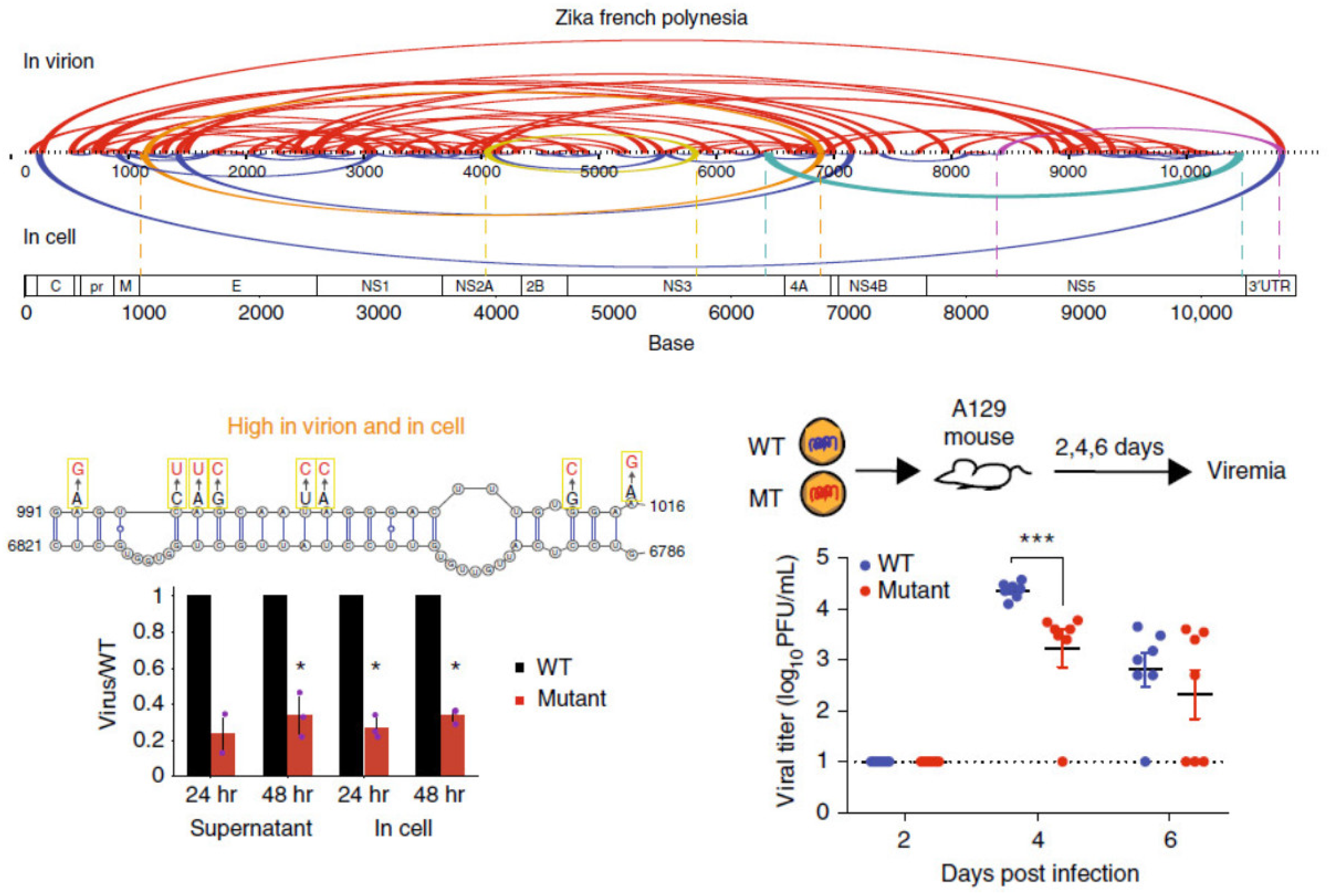 Viruses 14 01795 g001
