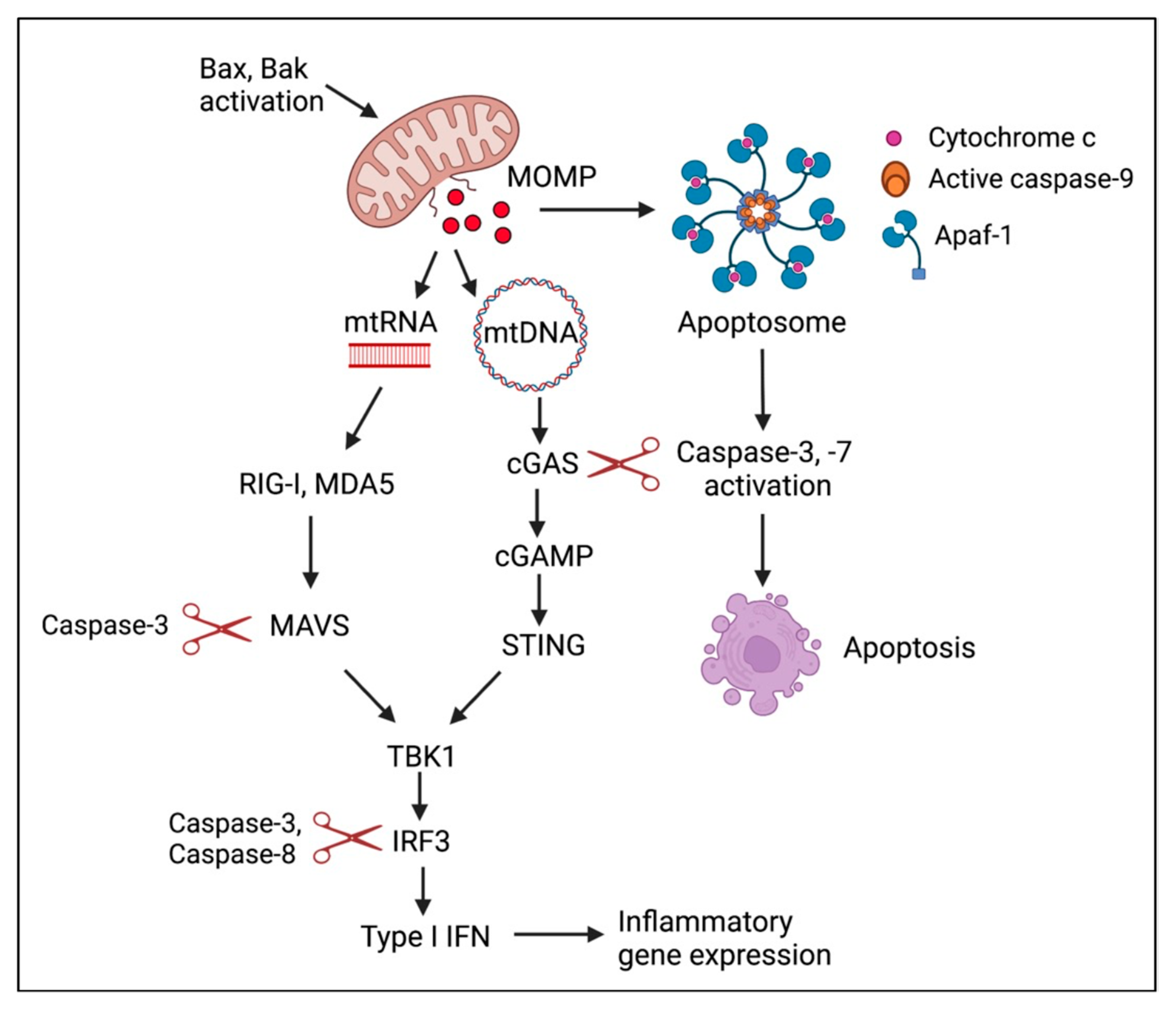Viruses 14 01797 g005