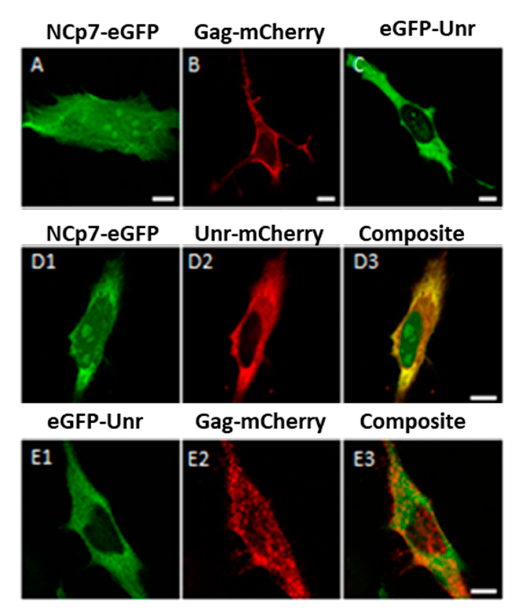 Viruses 14 01798 g005 Viruses 14 01798 g005