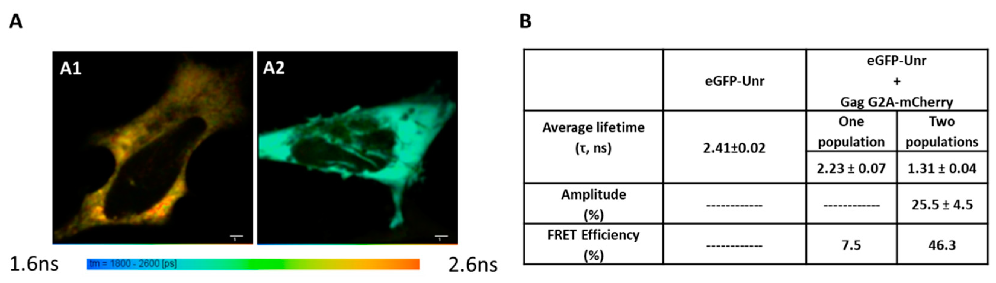 Viruses 14 01798 g007 Viruses 14 01798 g007