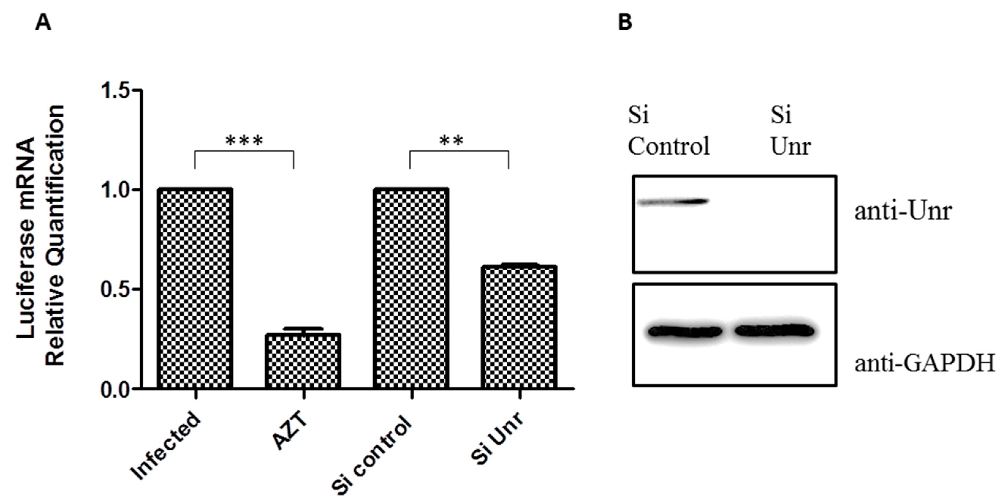 Viruses 14 01798 g010 Viruses 14 01798 g010