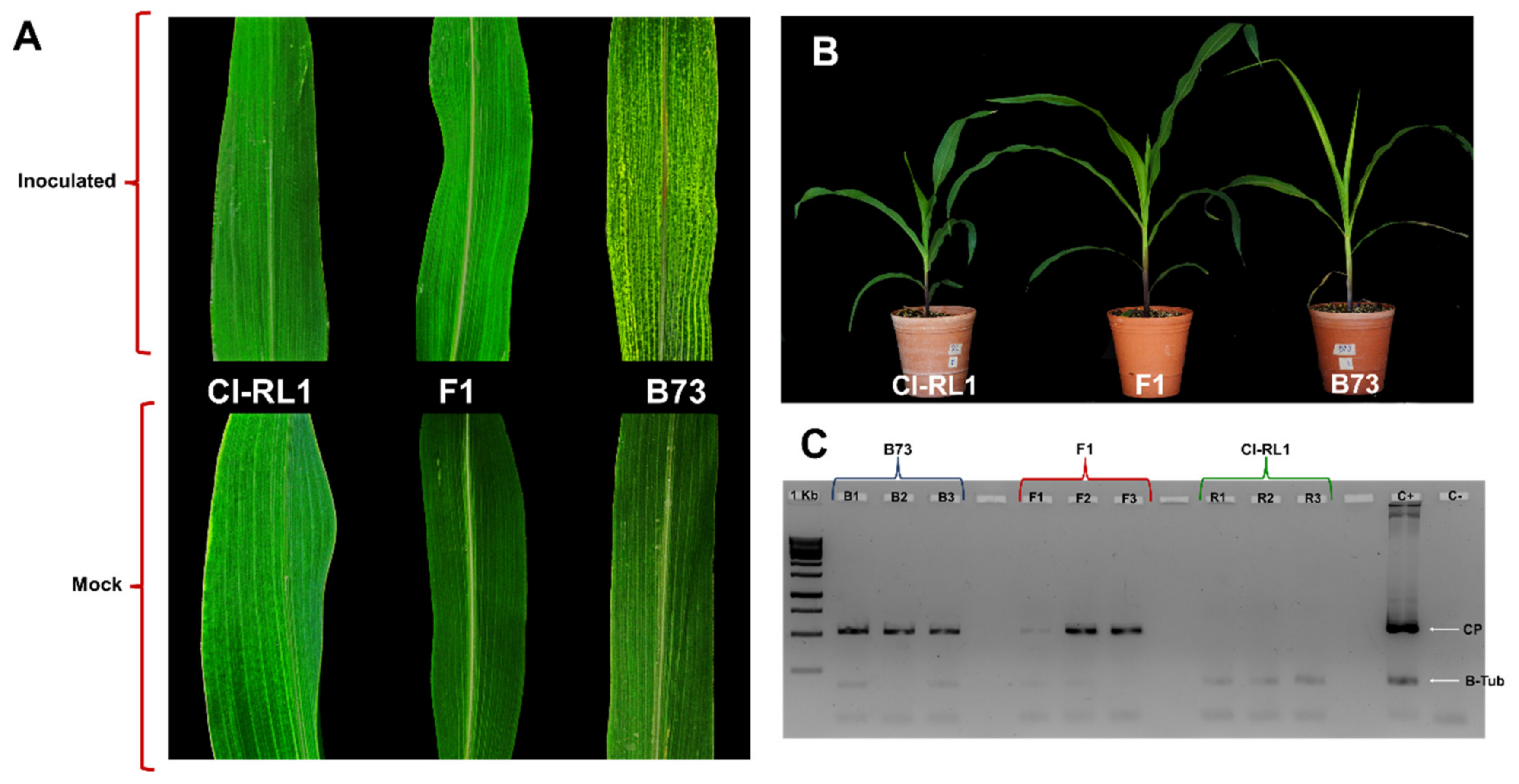 Viruses 14 01803 g001 550