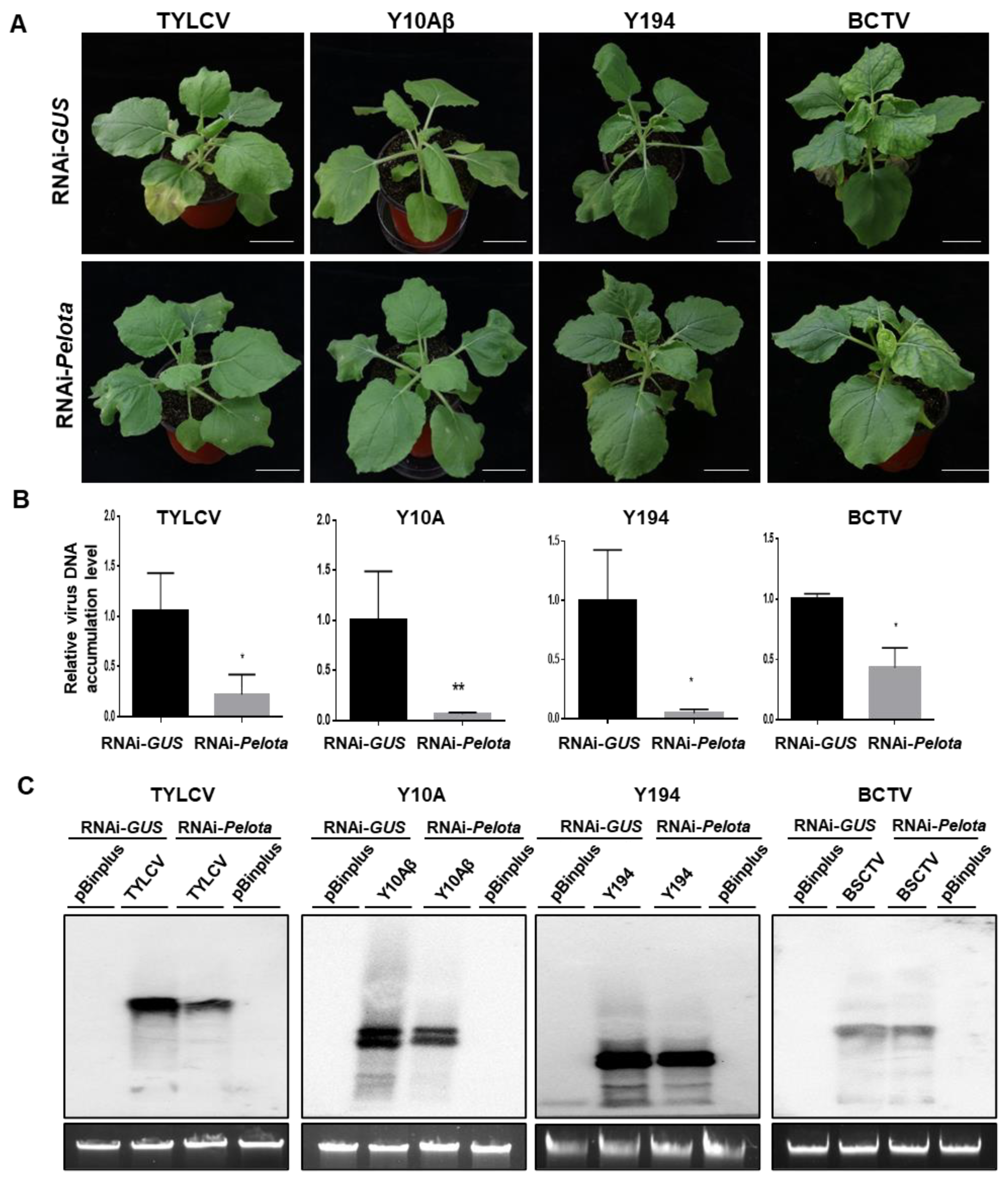 Viruses 14 01804 g005