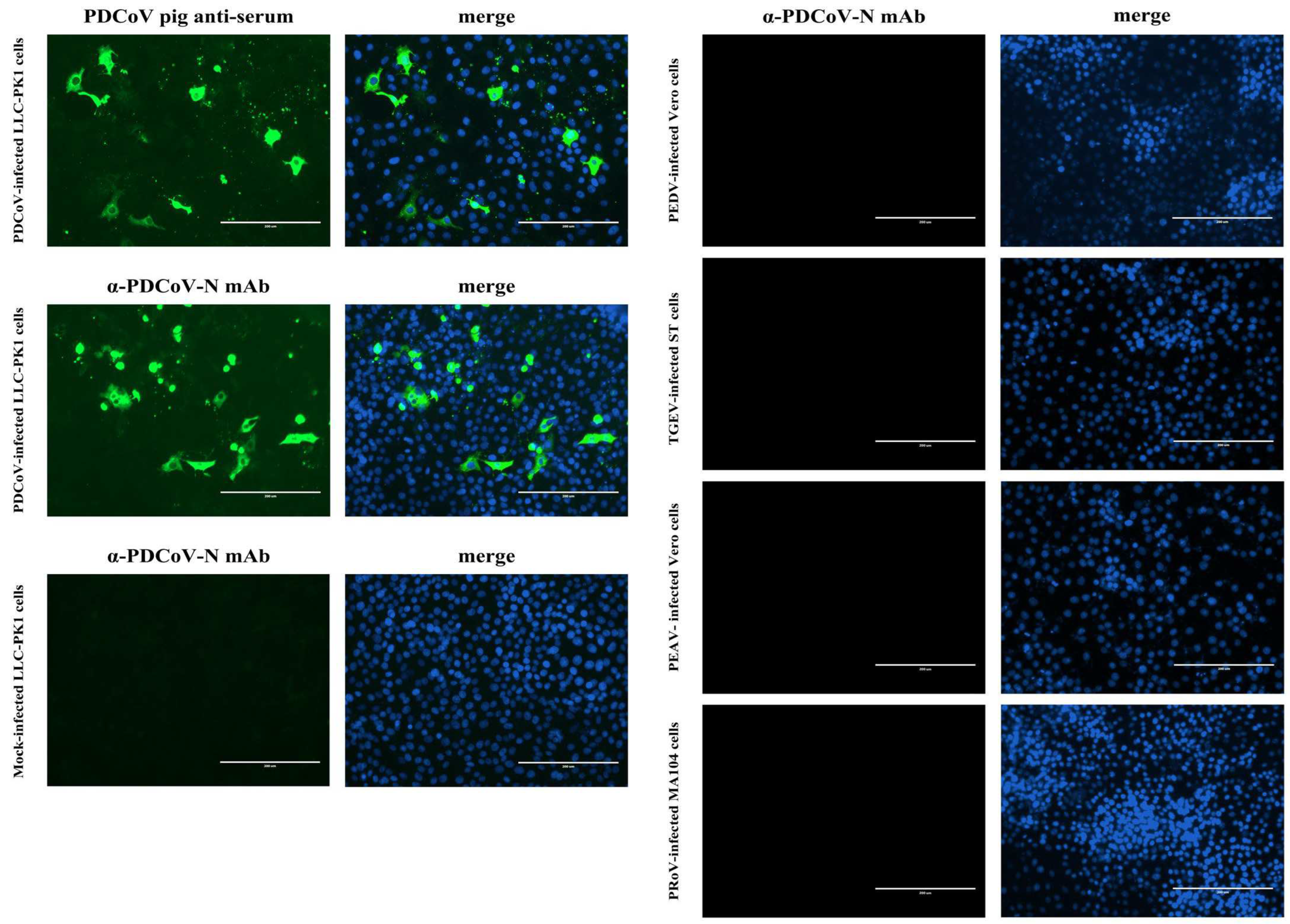 Viruses 14 01815 g004 550