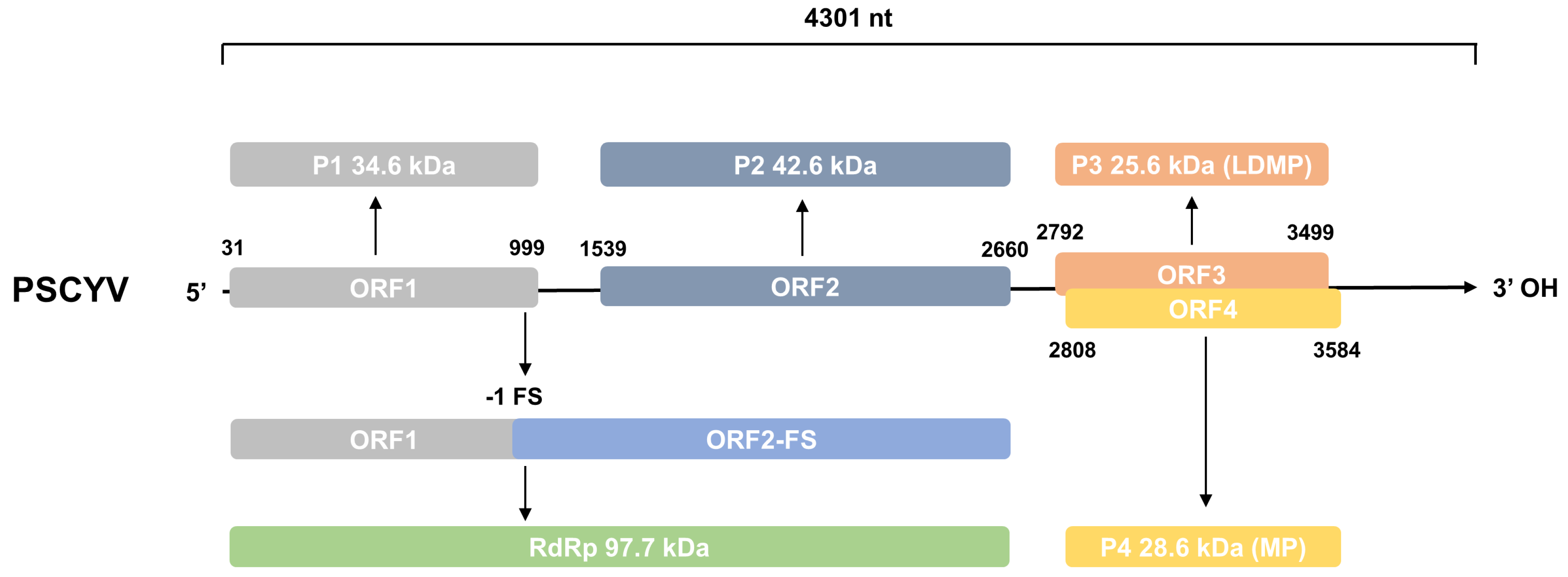 Viruses 14 01821 g002 Viruses 14 01821 g002