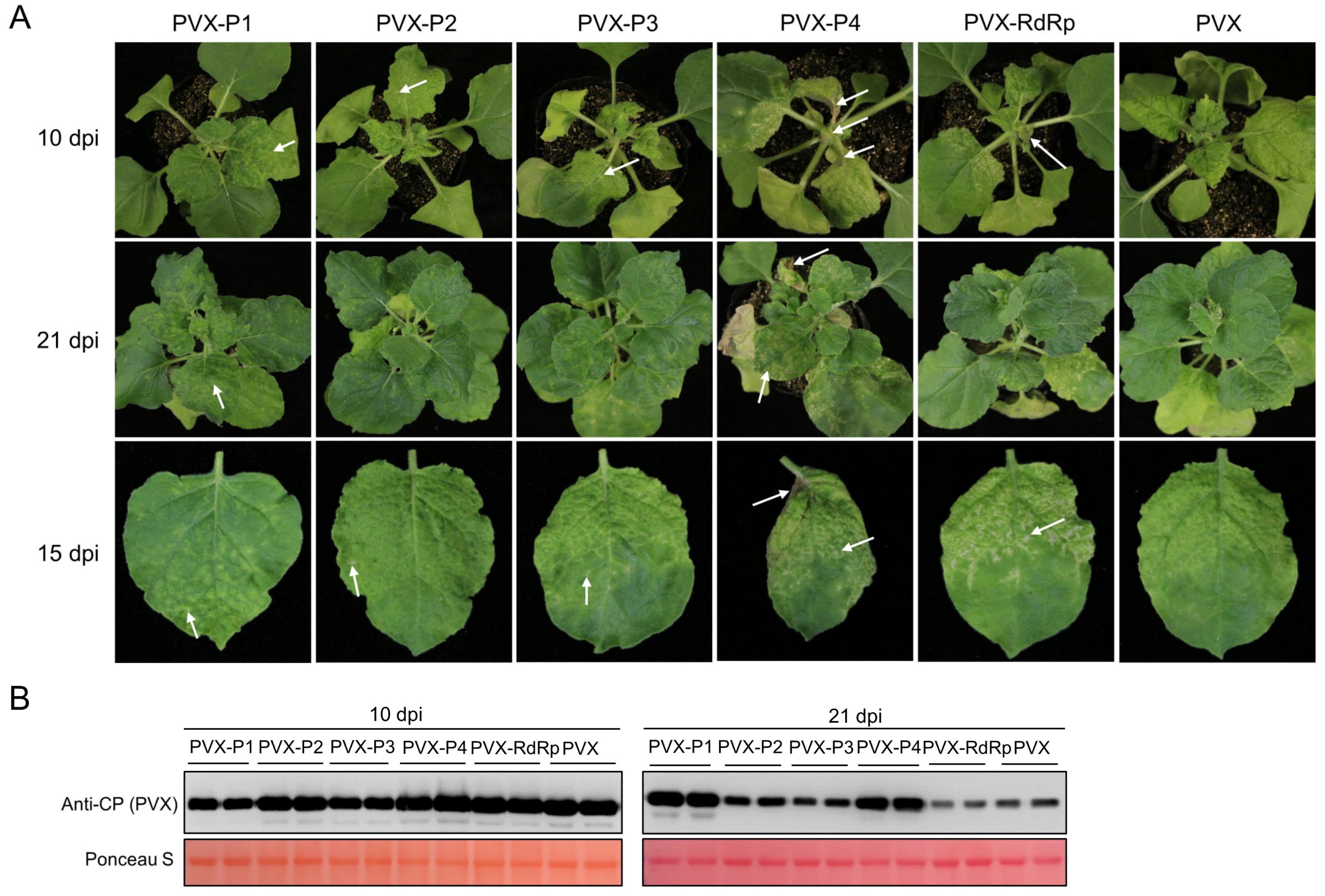 Viruses 14 01821 g006 Viruses 14 01821 g006
