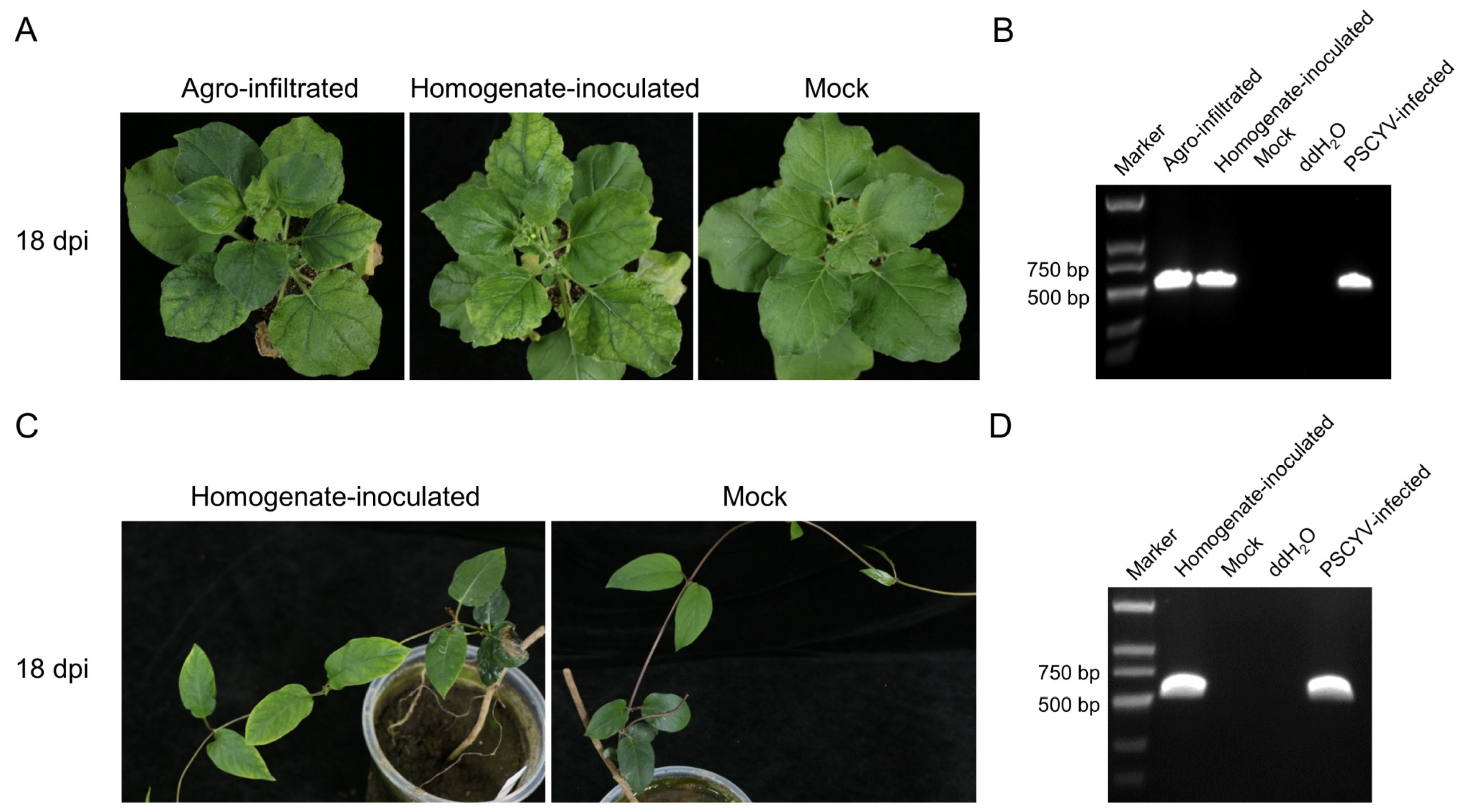 Viruses 14 01821 g008 Viruses 14 01821 g008