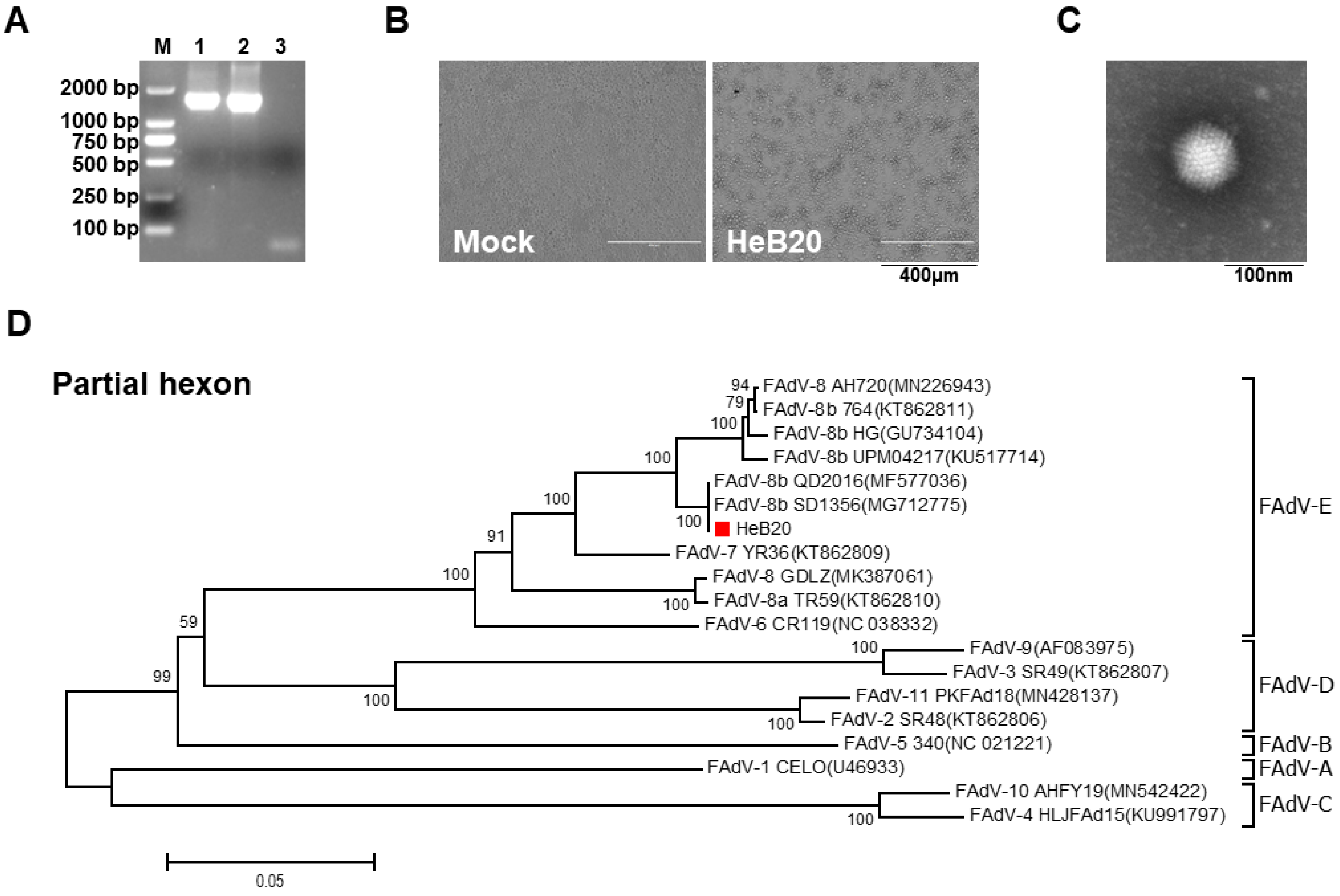 Viruses 14 01826 g001