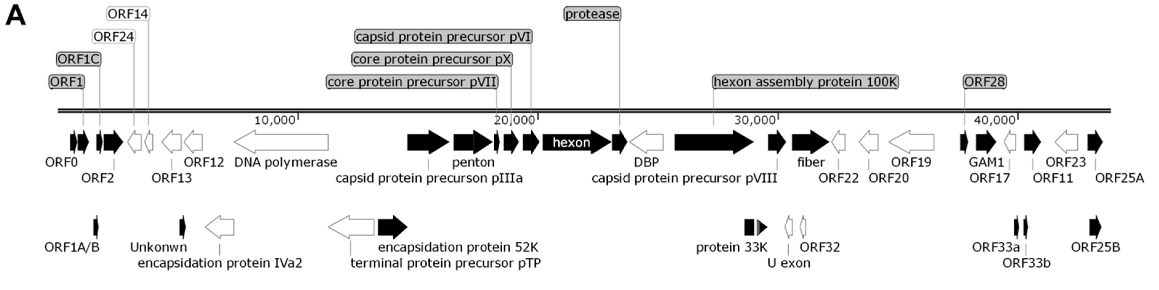 Viruses 14 01826 g002a