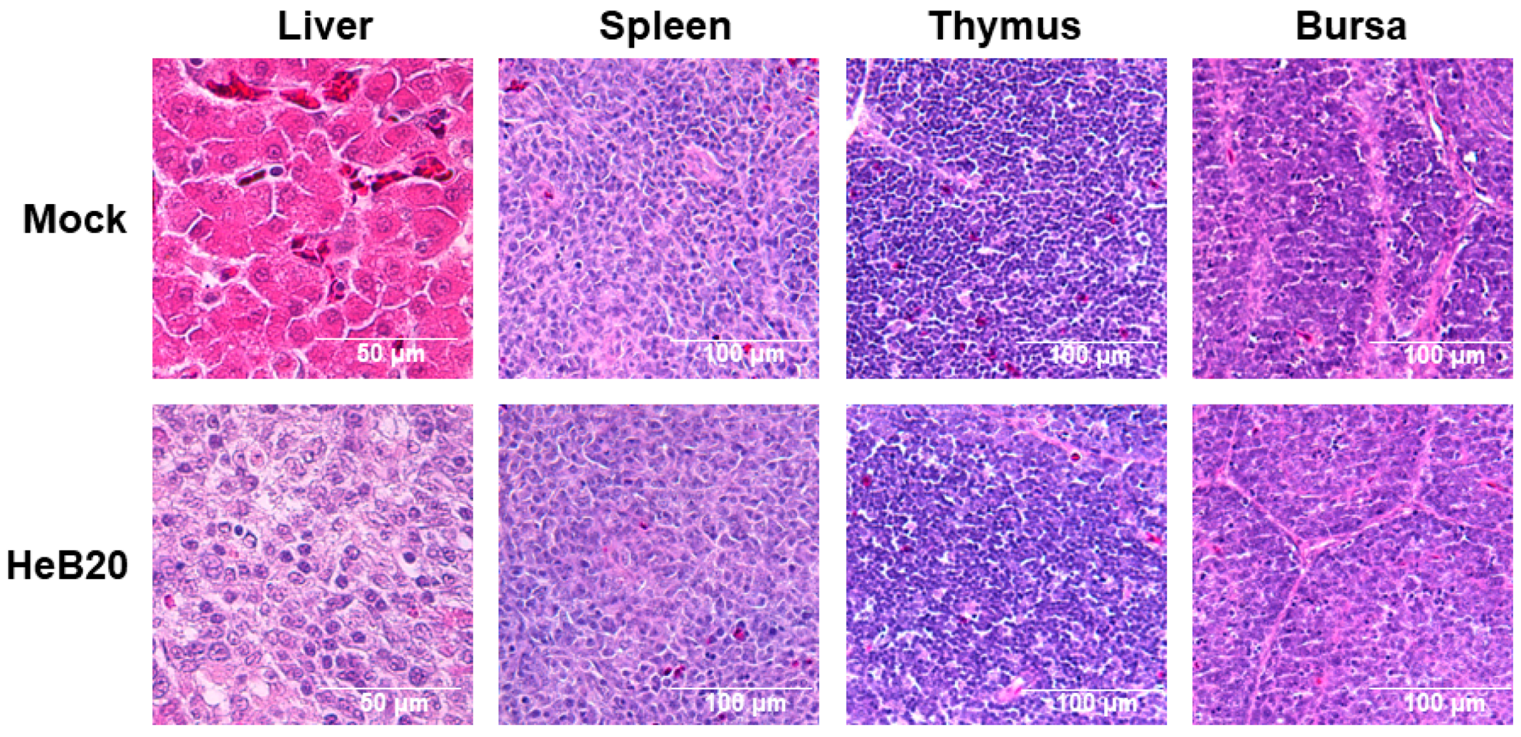 Viruses 14 01826 g005
