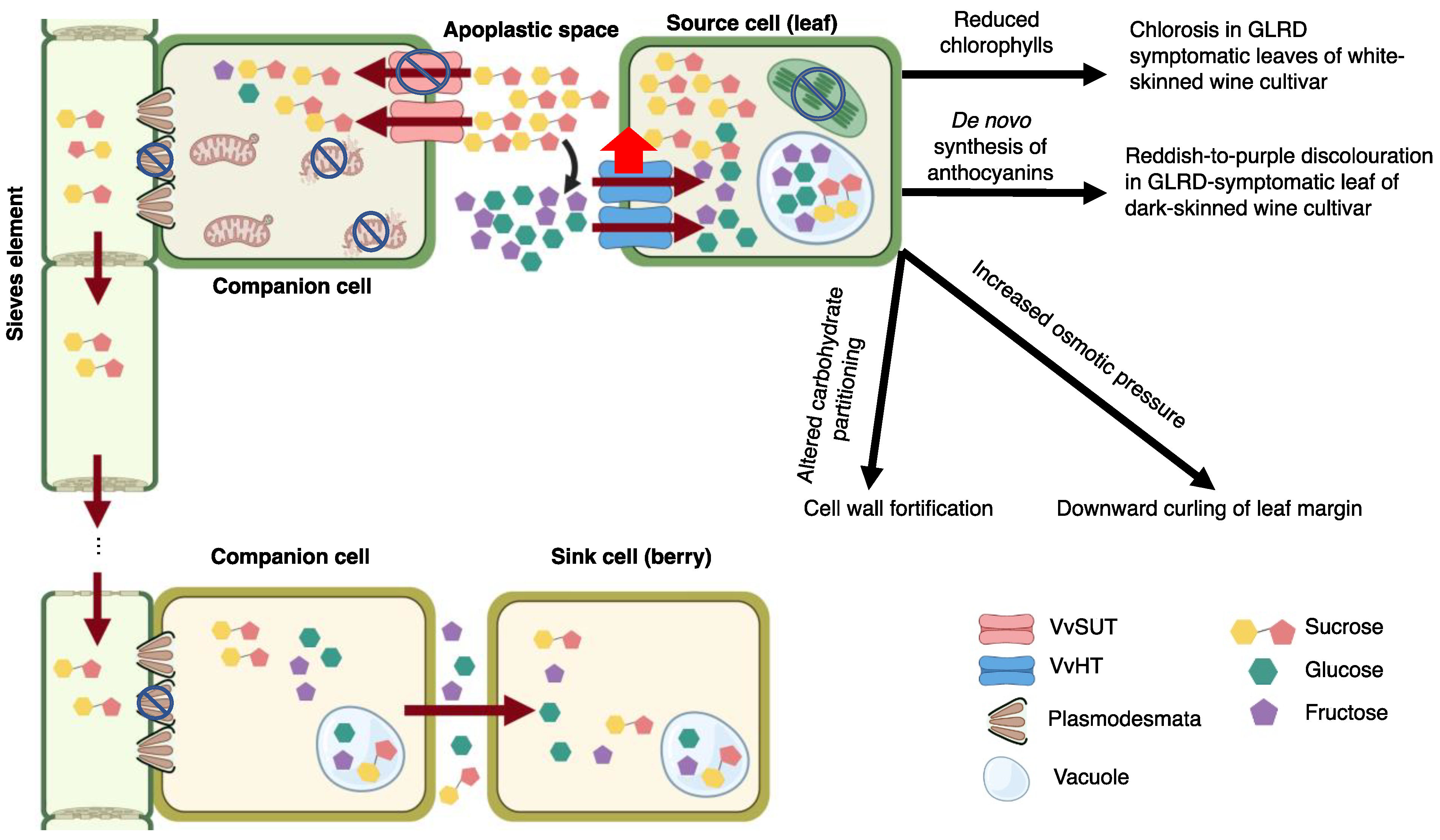 Viruses 14 01831 g004 Viruses 14 01831 g004