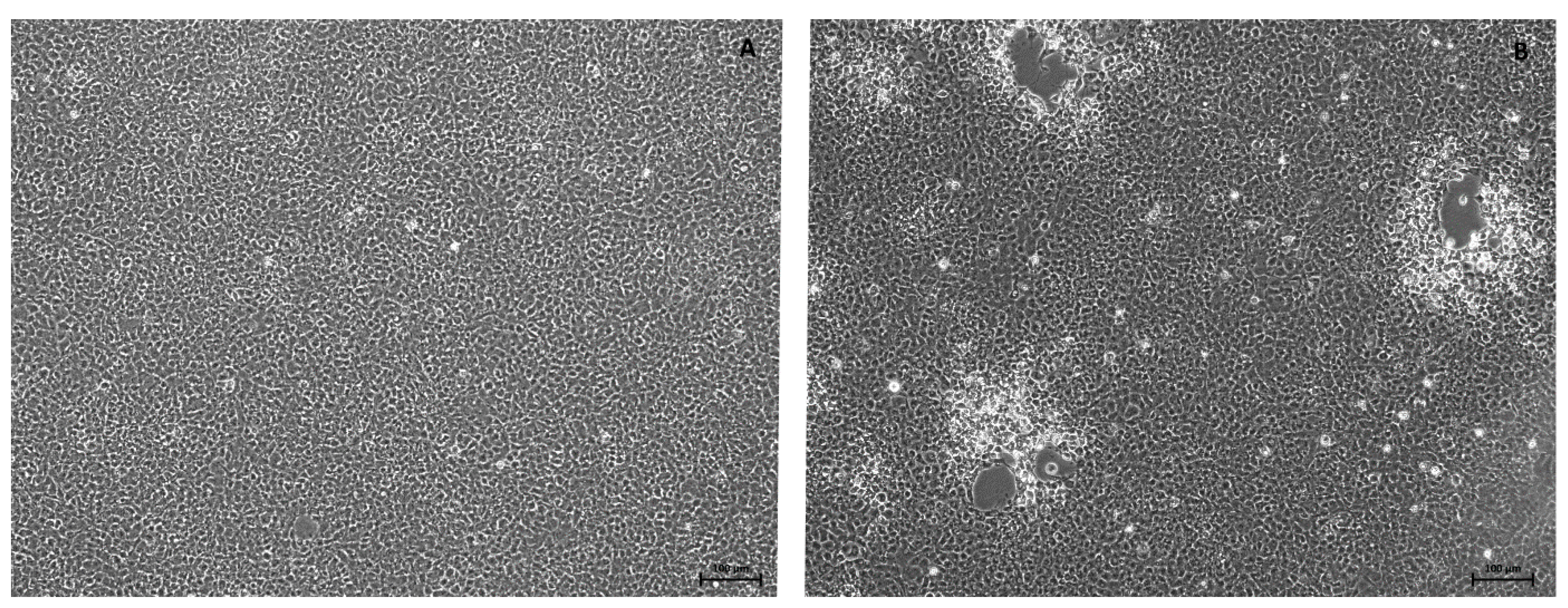 Viruses 14 01832 g004