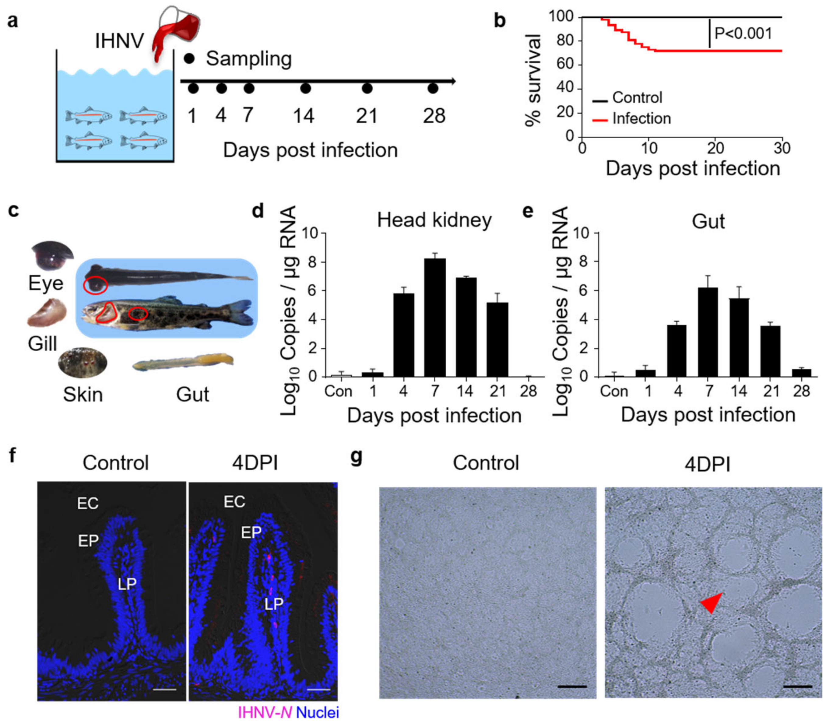 の IHNV Infection Induces Strong Mucosal Immunity and Changes