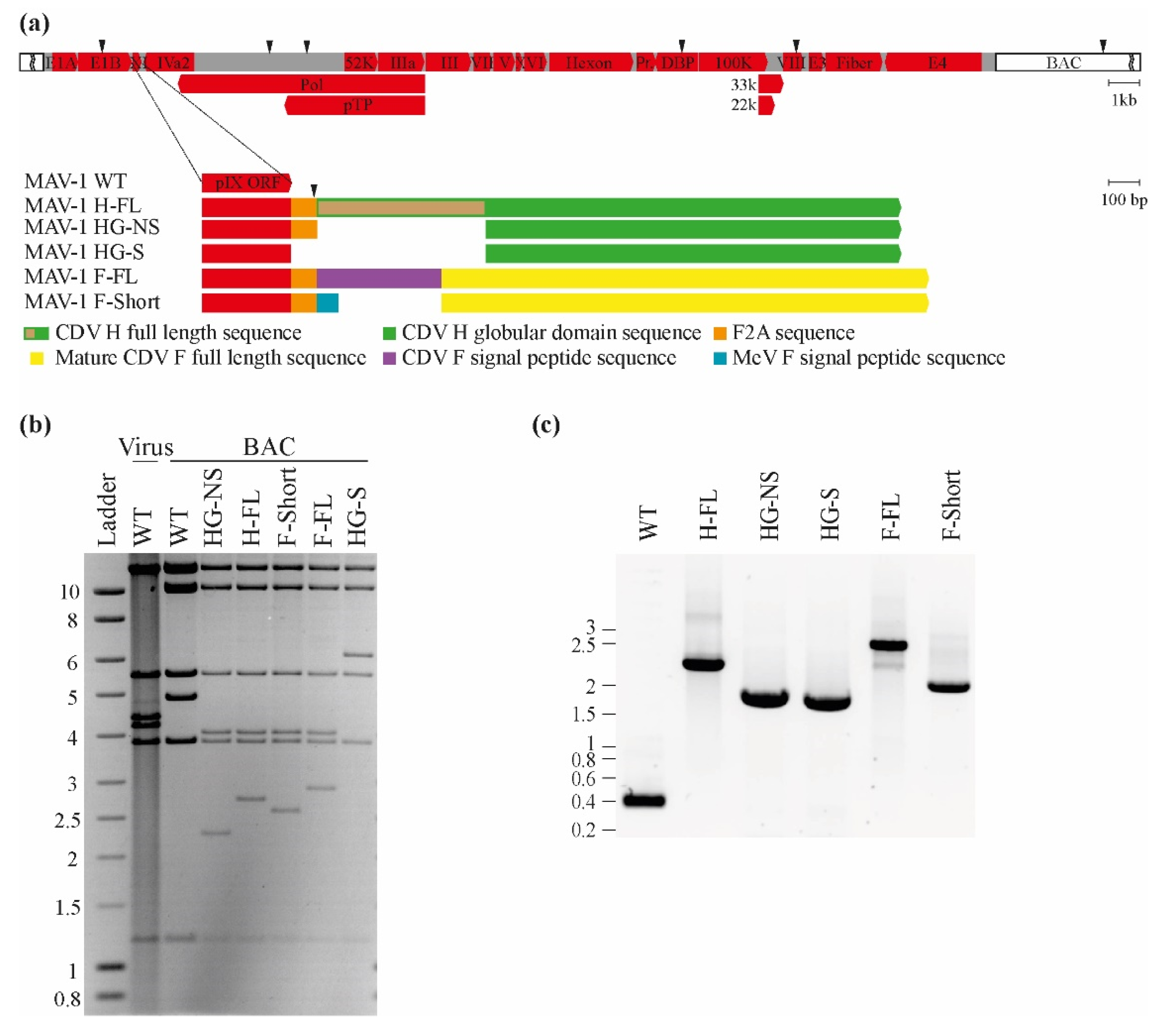 Viruses 14 01847 g001 550