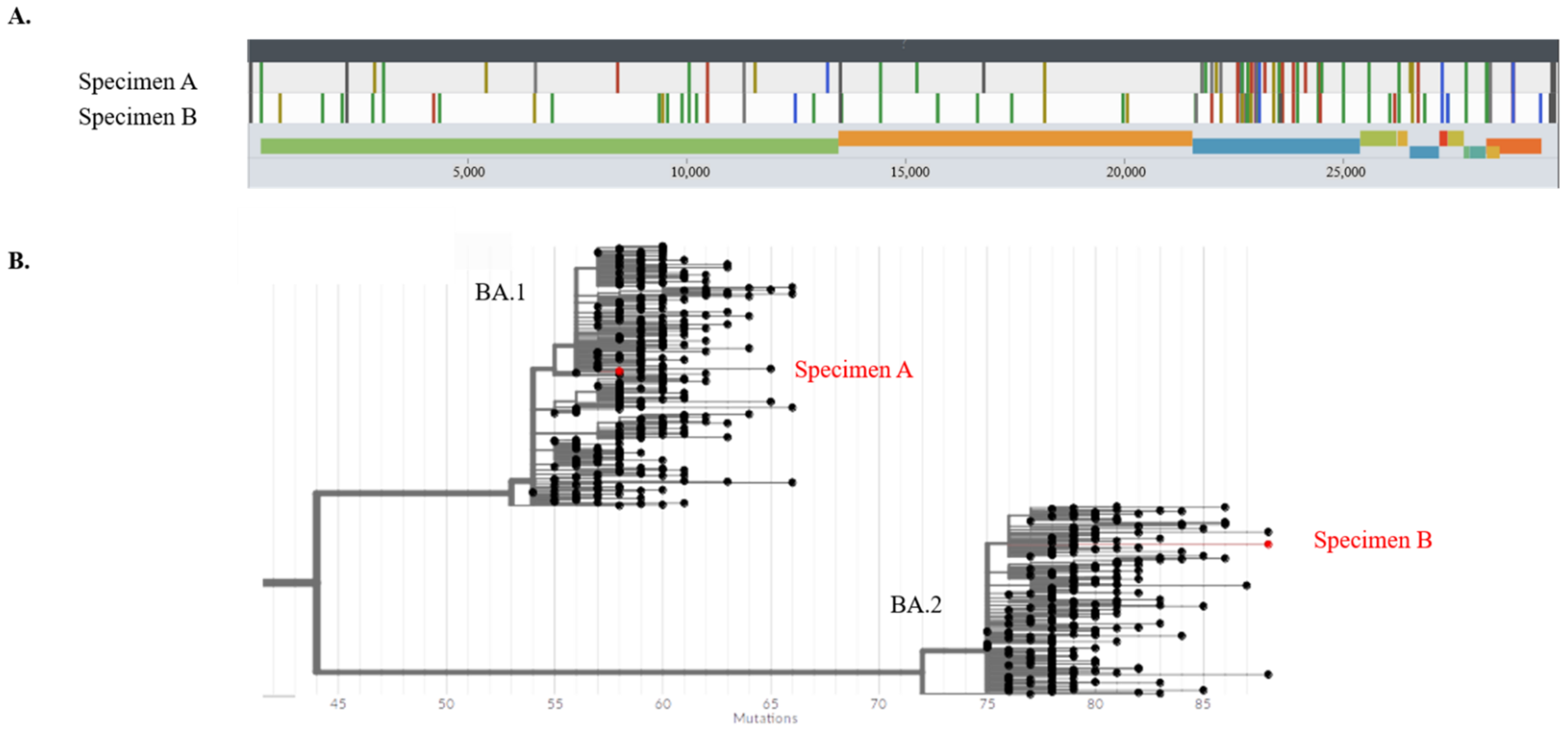 Viruses 14 01852 g004 Viruses 14 01852 g004