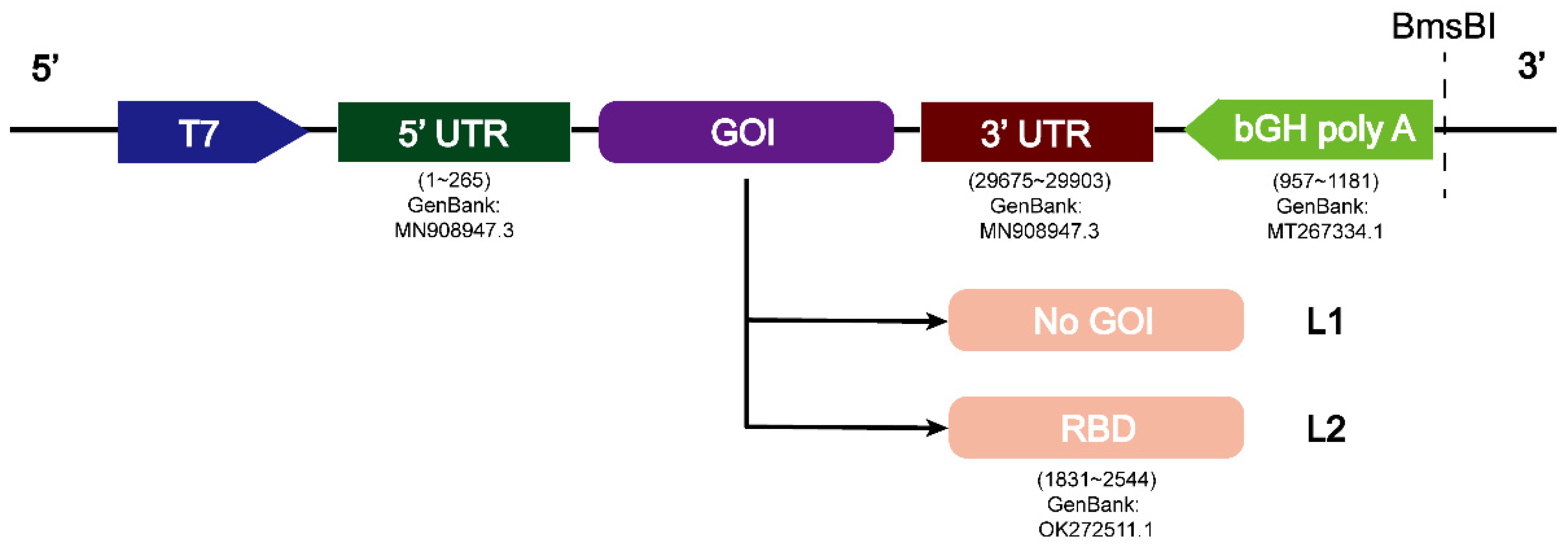 Viruses 14 01854 g001 550