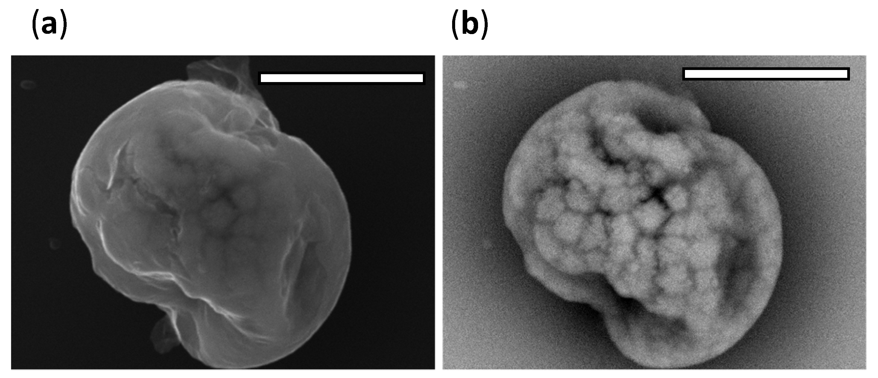 Viruses 14 01856 g007