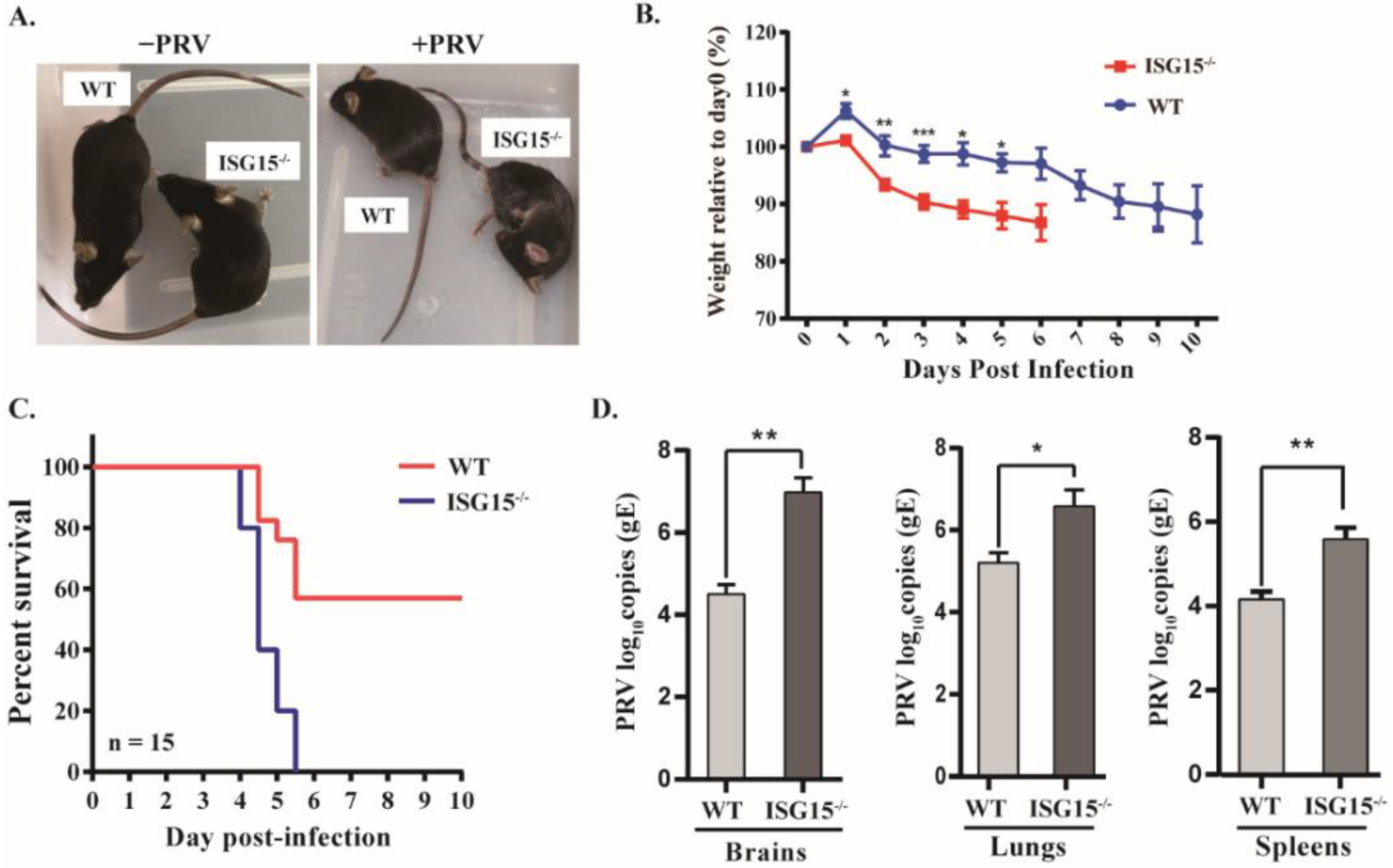 Viruses 14 01862 g001 Viruses 14 01862 g001