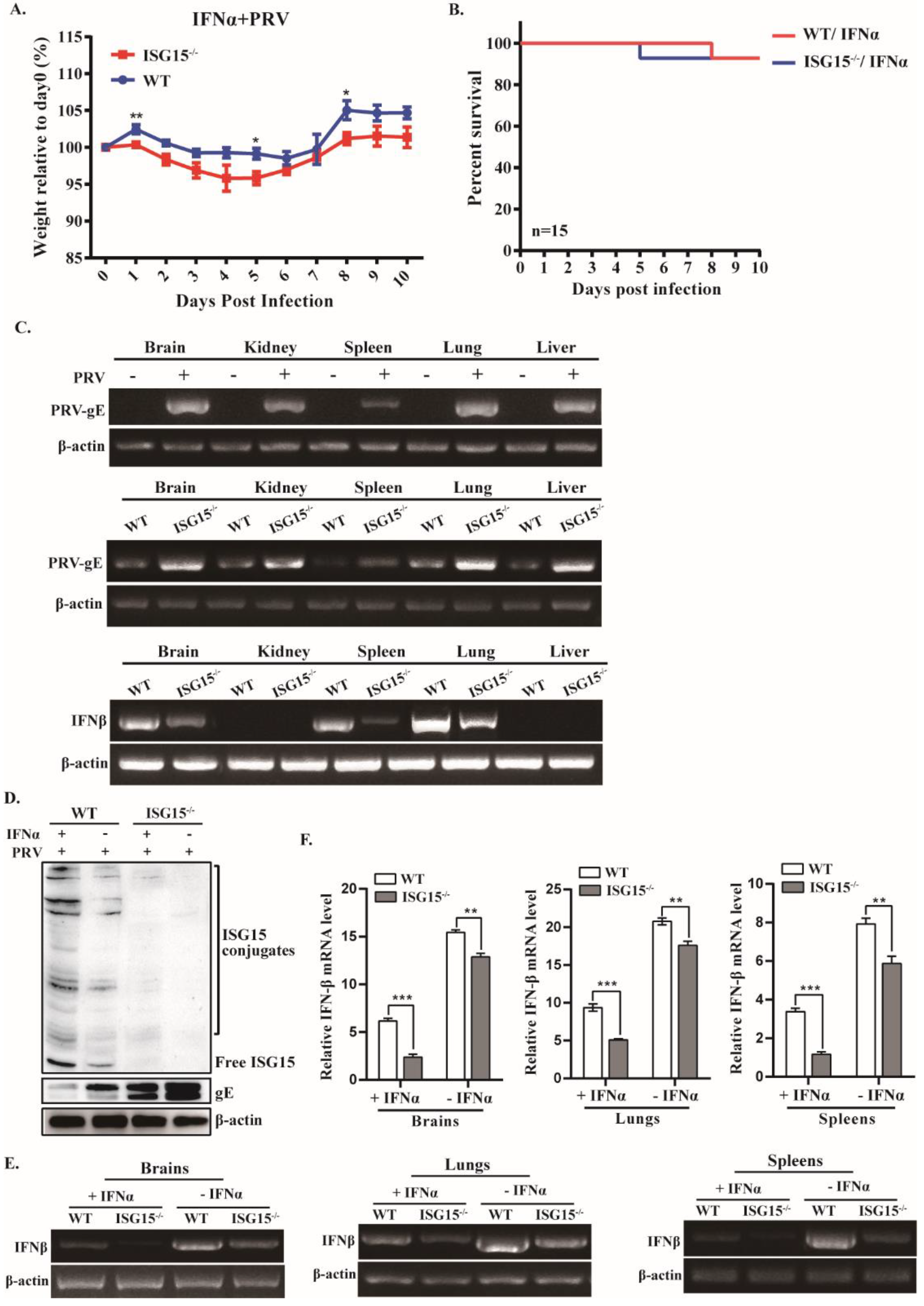 Viruses 14 01862 g003 Viruses 14 01862 g003