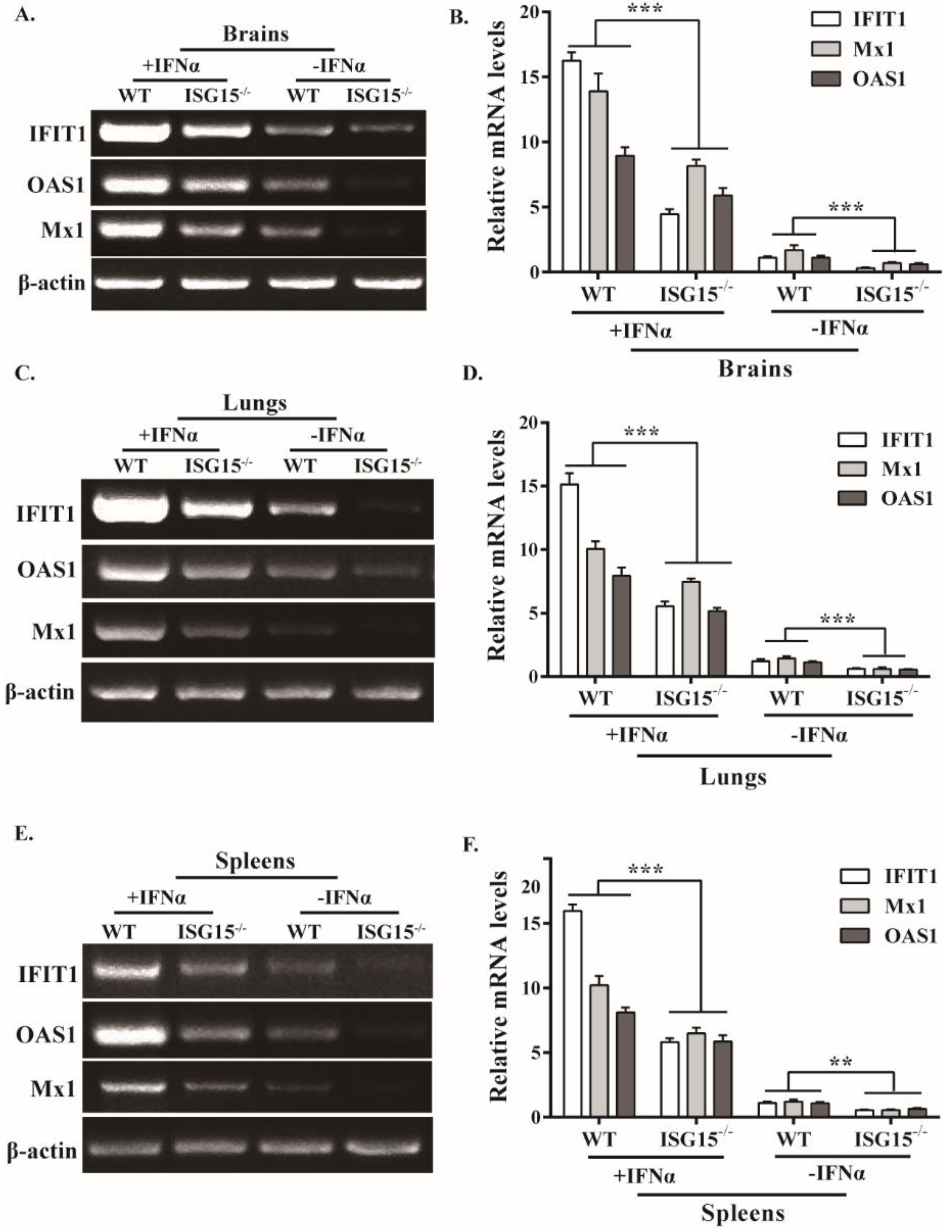 Viruses 14 01862 g004 Viruses 14 01862 g004