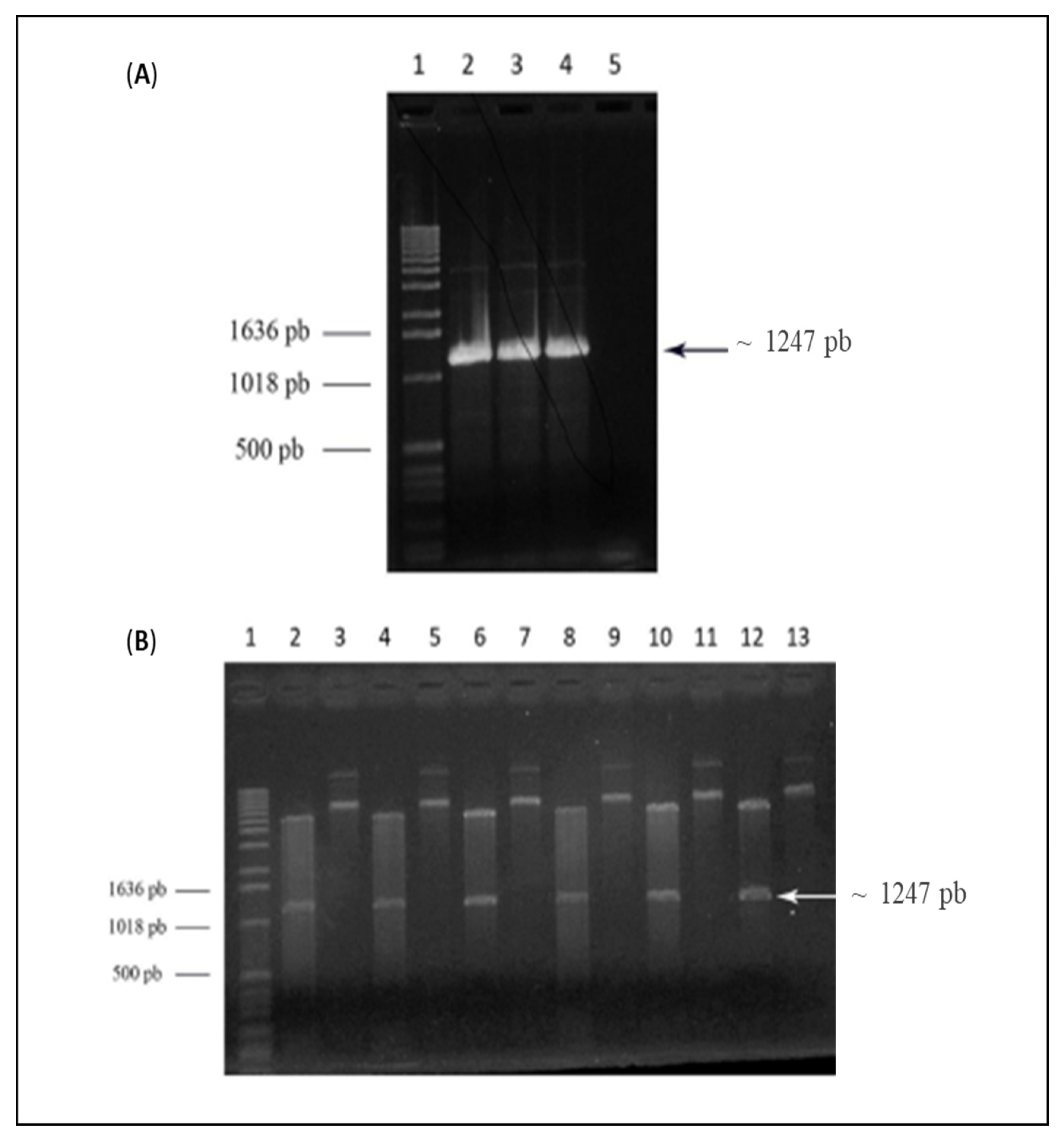 Viruses 14 01867 g002 550