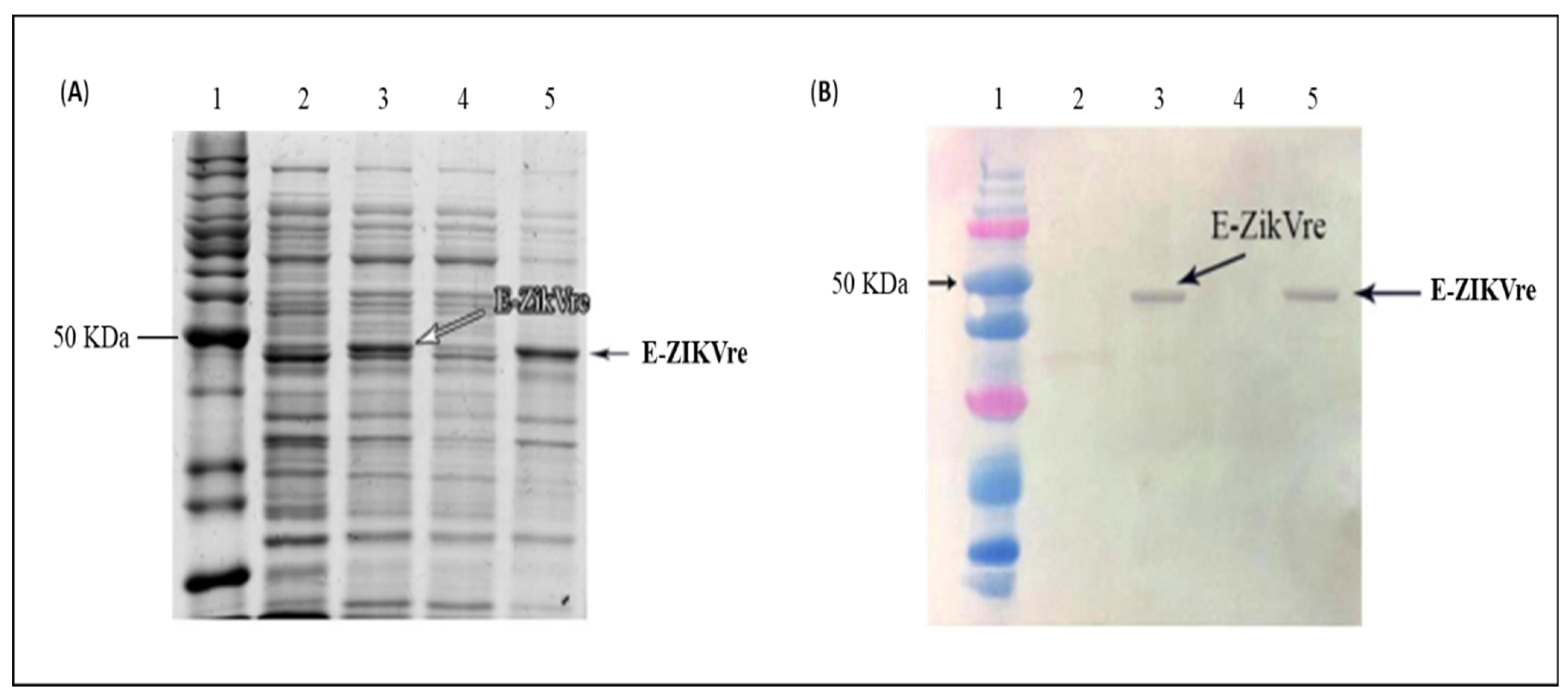 Viruses 14 01867 g003 550