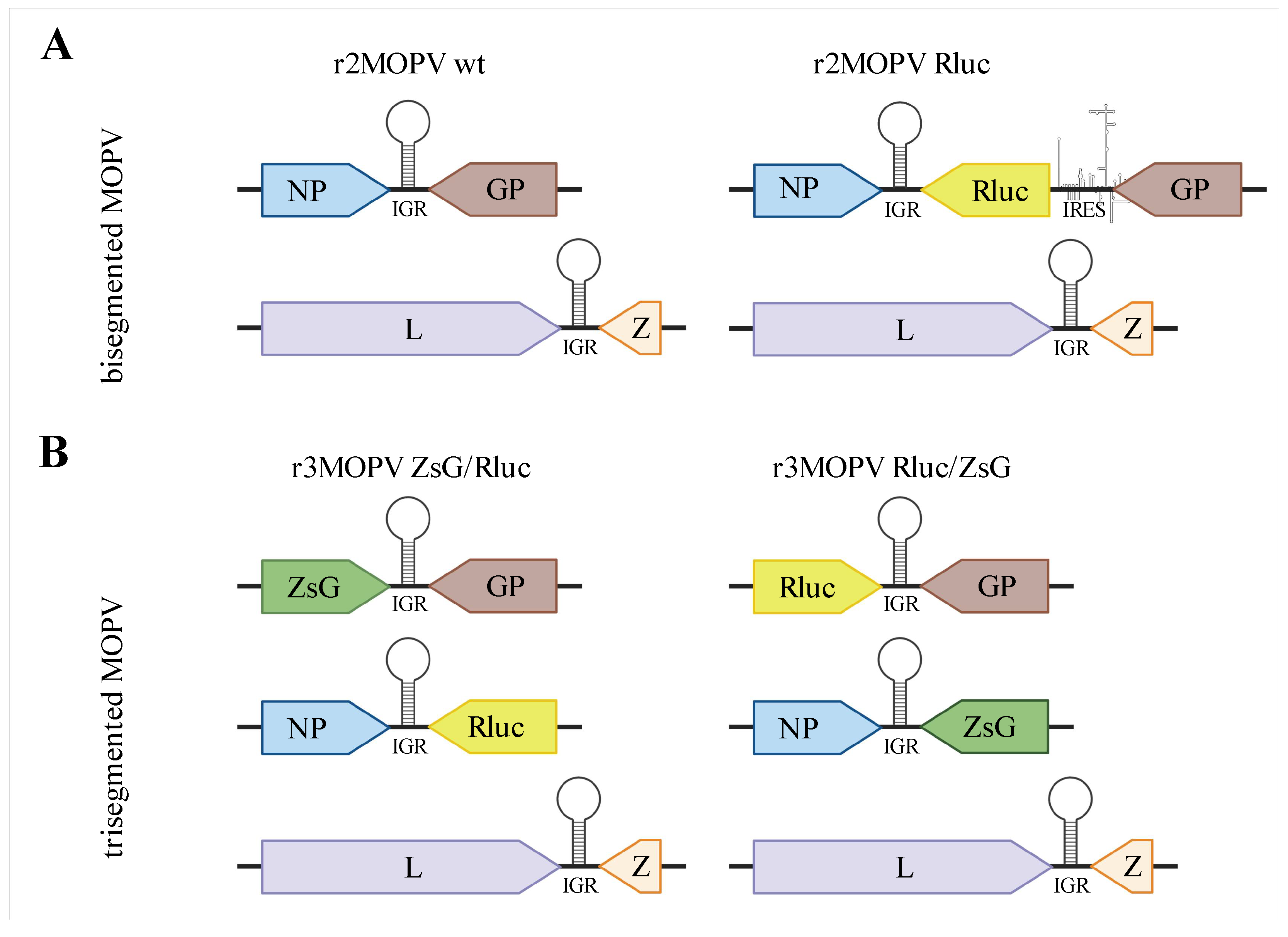 Viruses 14 01869 g001