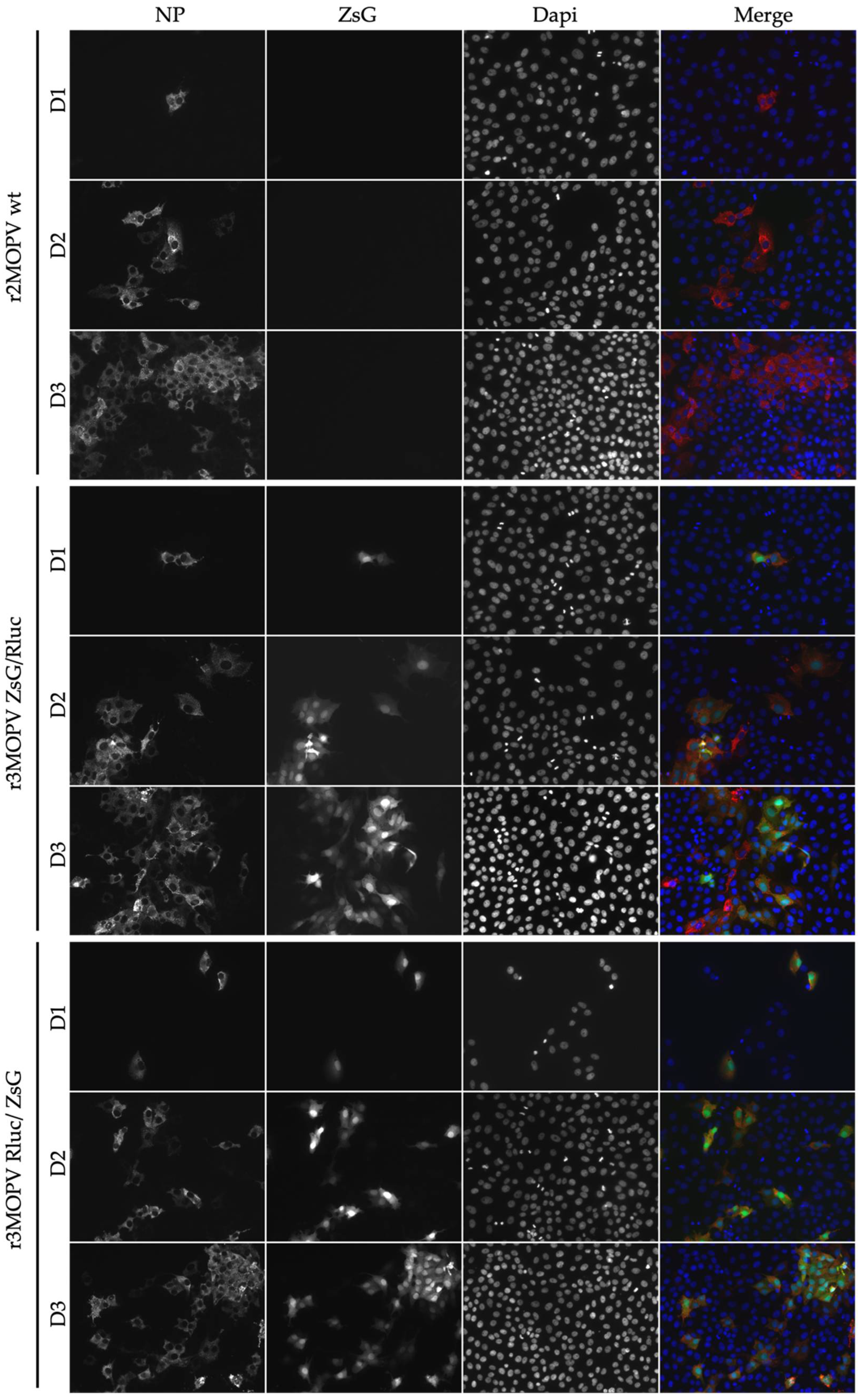 Viruses 14 01869 g003