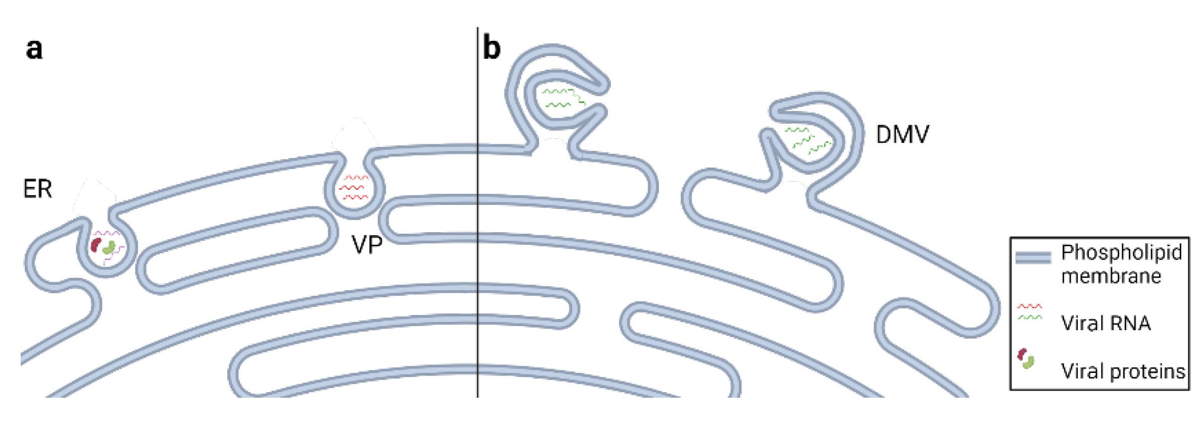 Viruses 14 01896 g002 Viruses 14 01896 g002