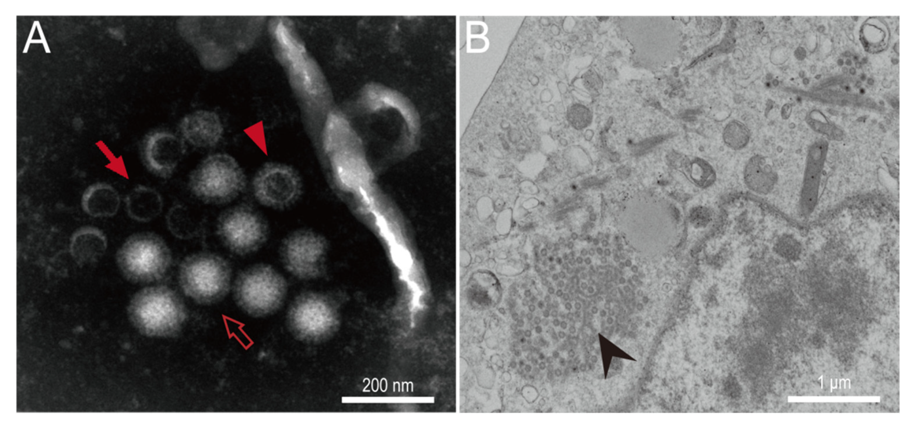 Viruses 14 01897 g002 Viruses 14 01897 g002